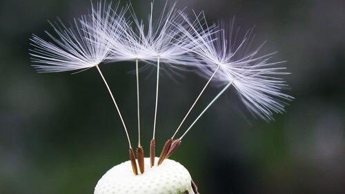 Бесплатное фото Одуванчик раскидывает семена