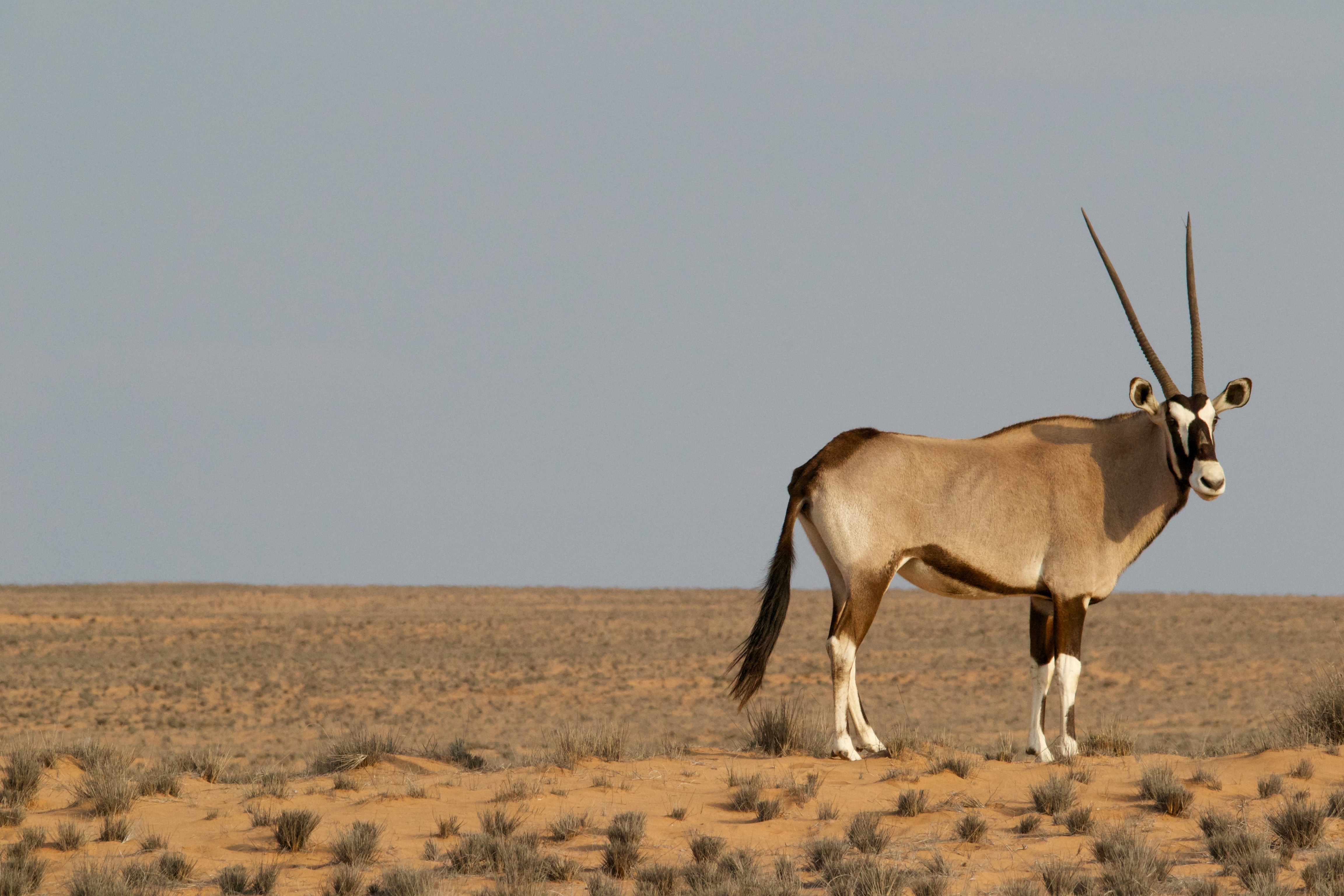 Free photo Antelope with long horns in Savannah