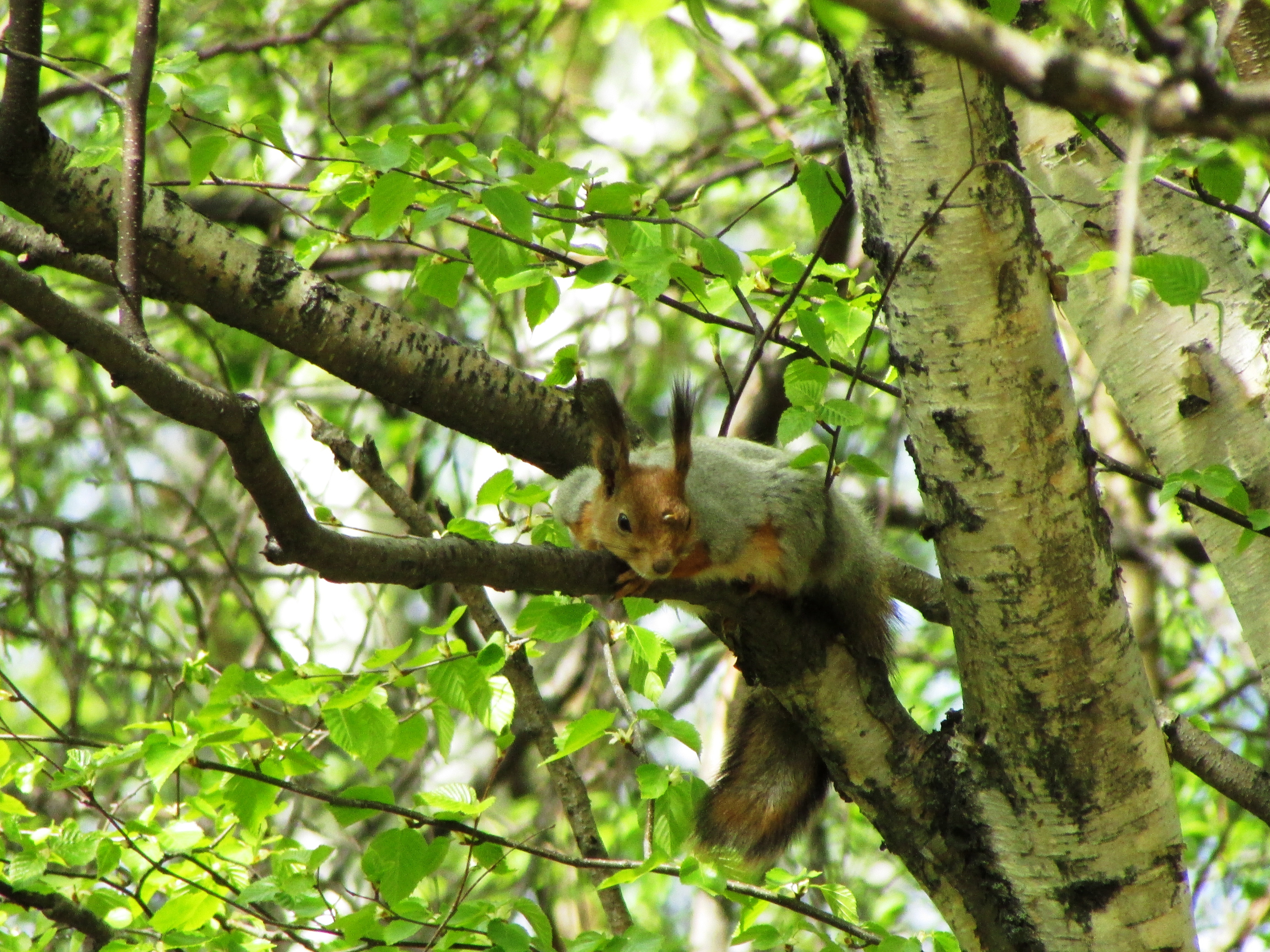 松鼠来不及换冬装