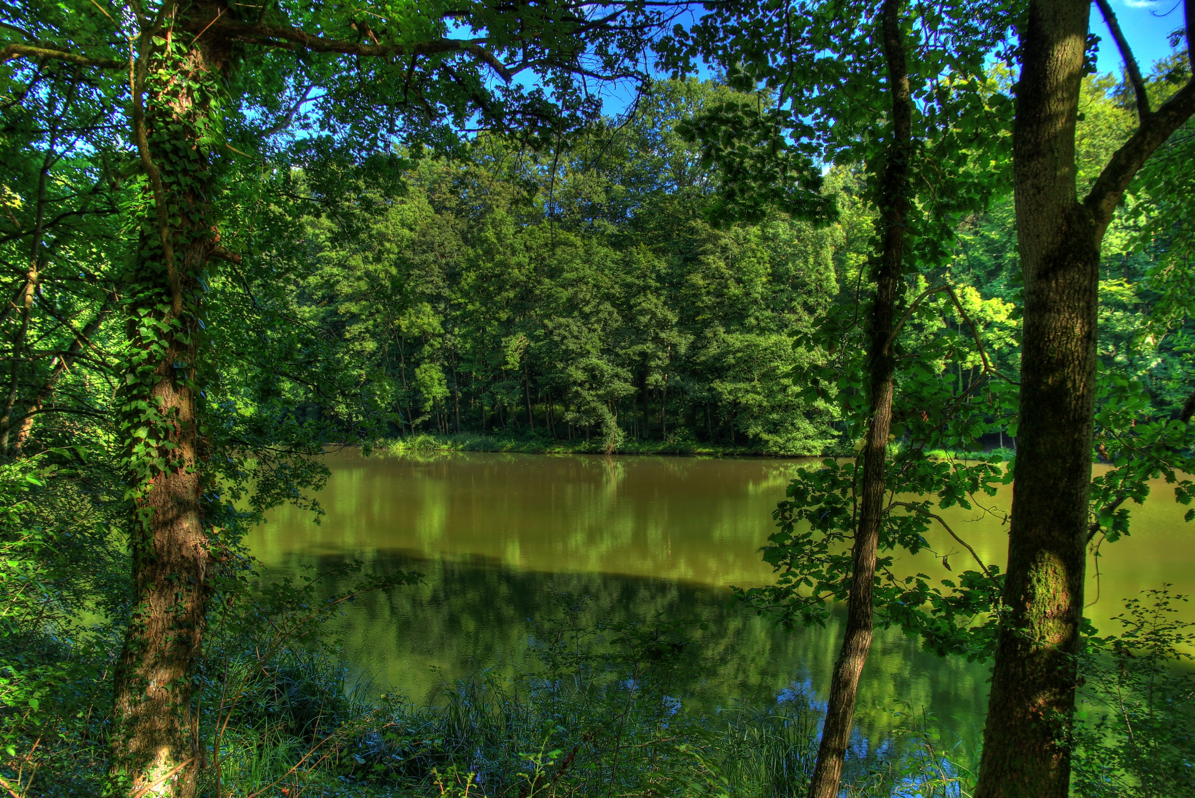 Wallpapers swamp botany temperate broadleaf and mixed forest on the desktop