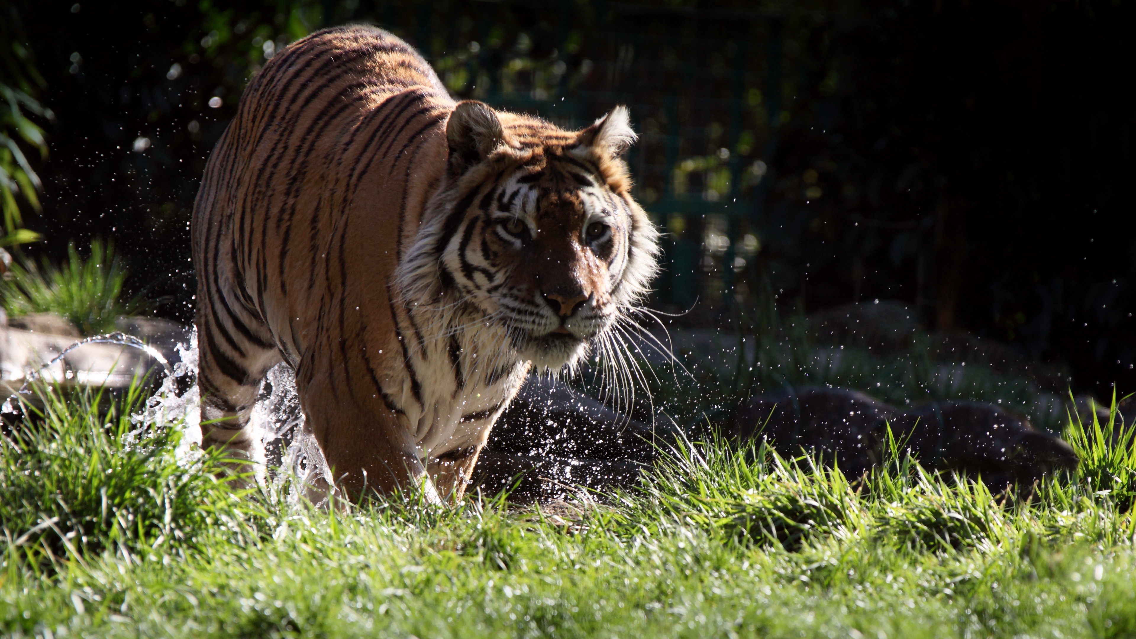 Бесплатное фото Тигр вышел из реки