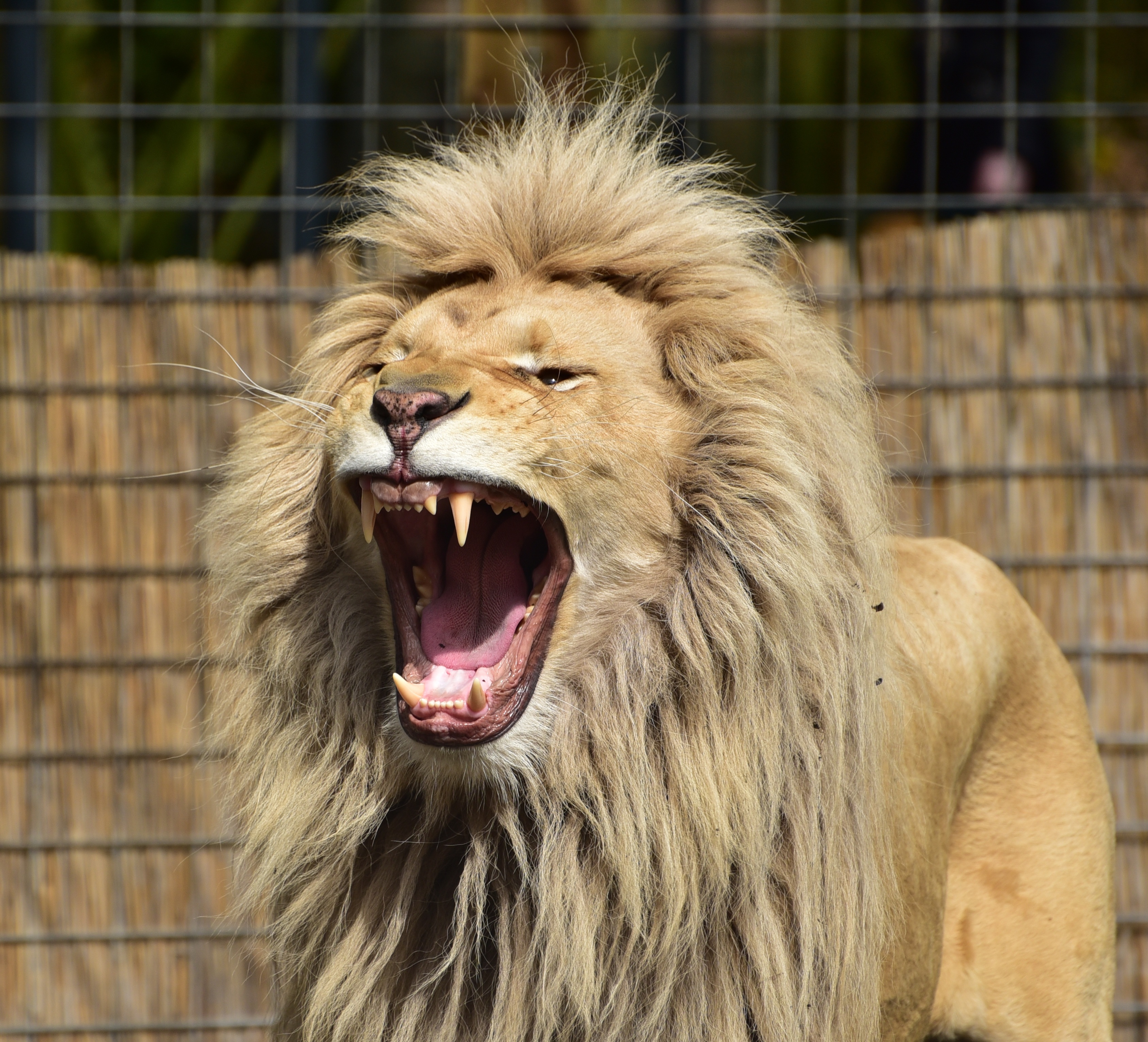 The lion yawns with his mouth wide open