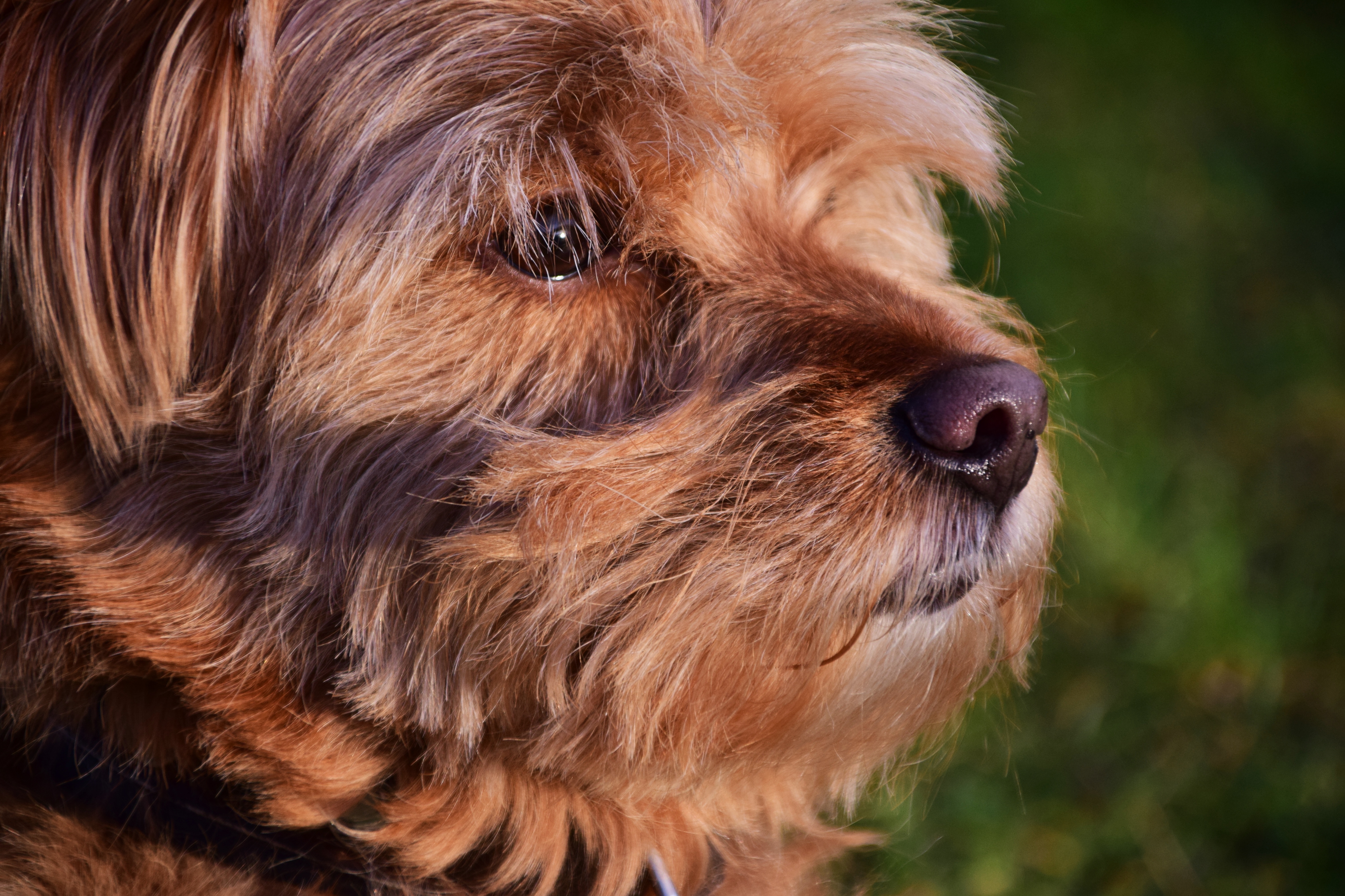 Wallpapers dog profile view muzzle on the desktop