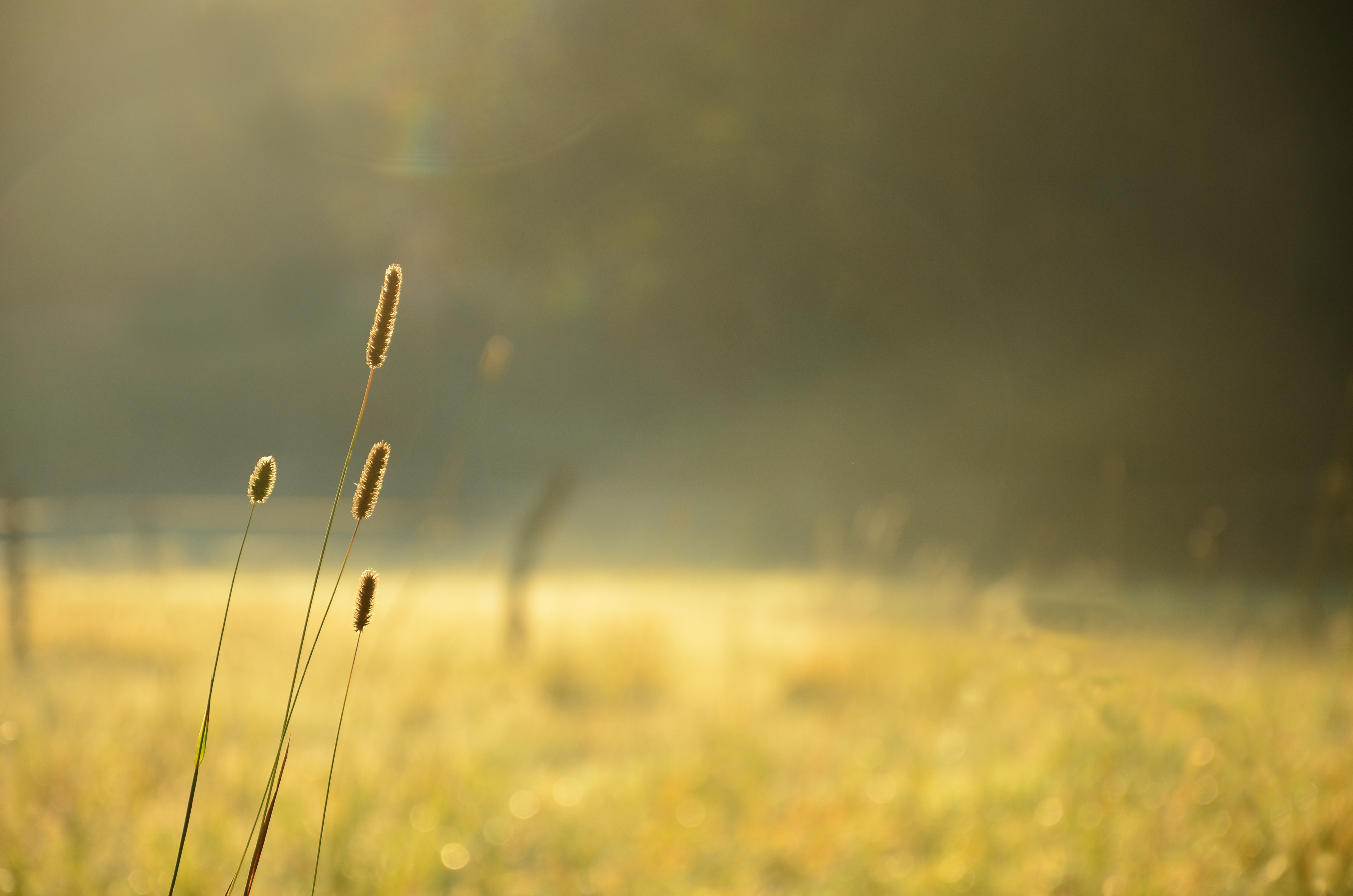 Free photo Morning grass in the sunlight.