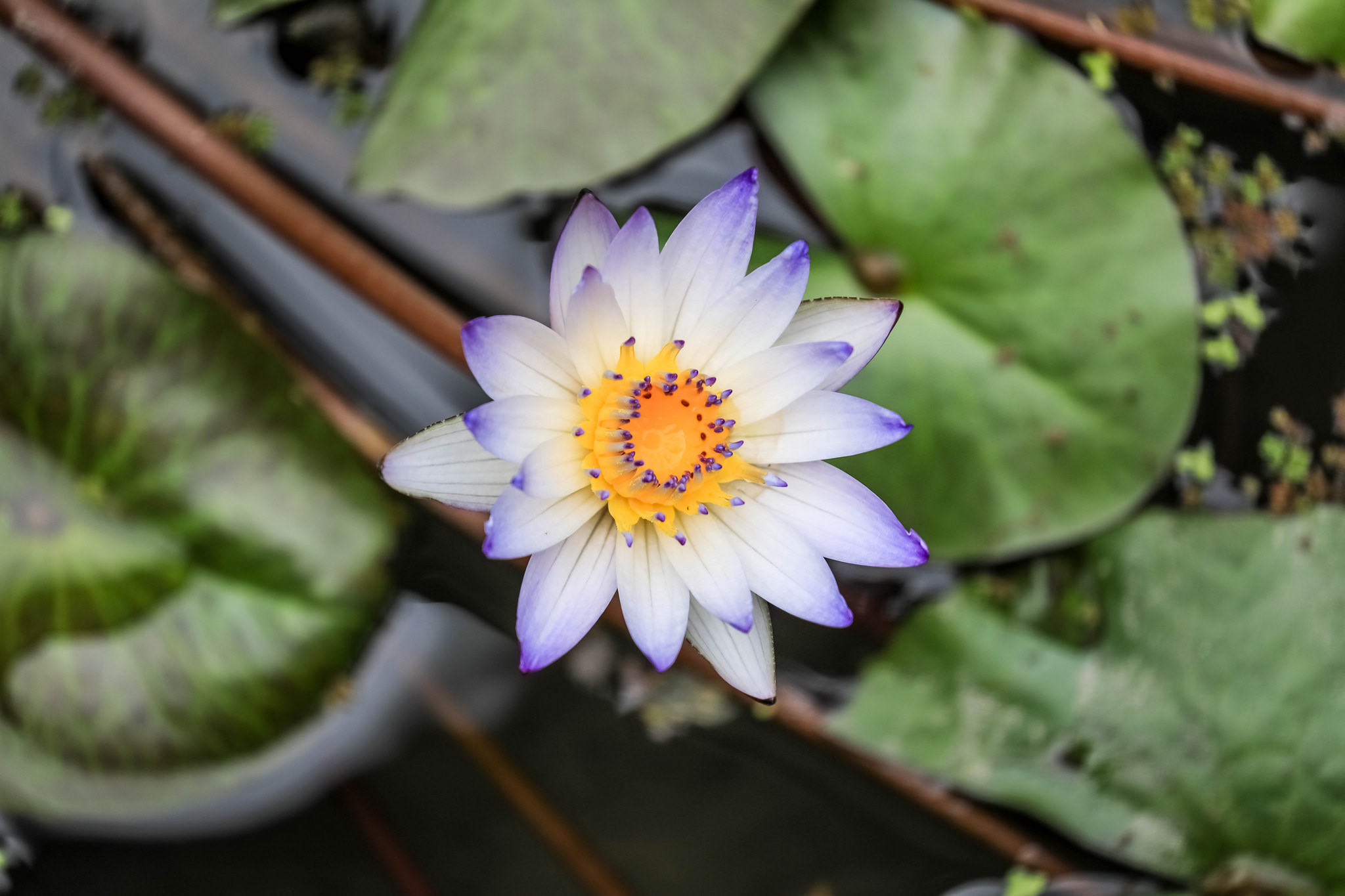 桌面上的壁纸美丽的花朵 白花 鲜花