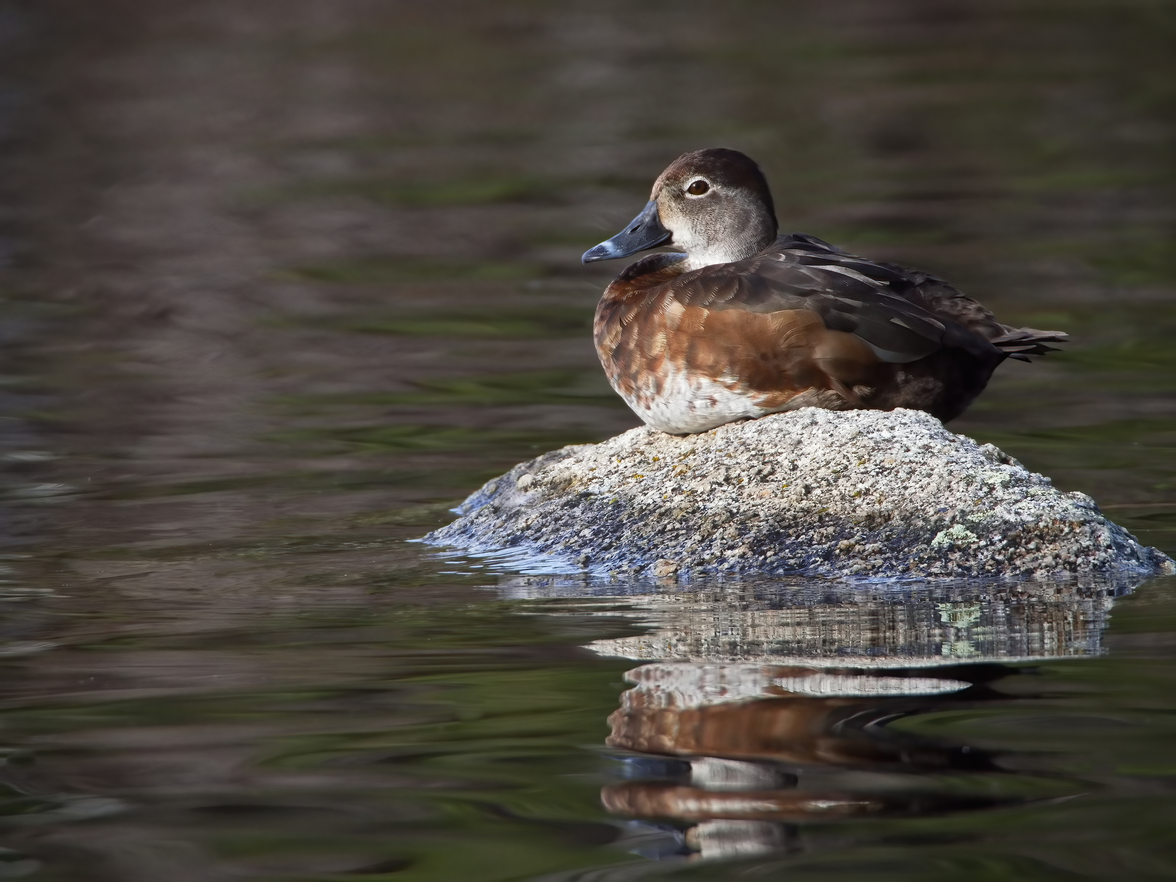 A duck sits on a rock surrounded by water.