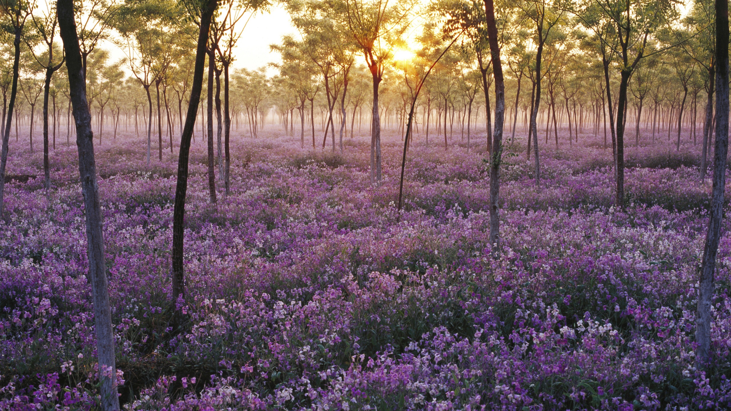 稀有森林中的紫色花朵