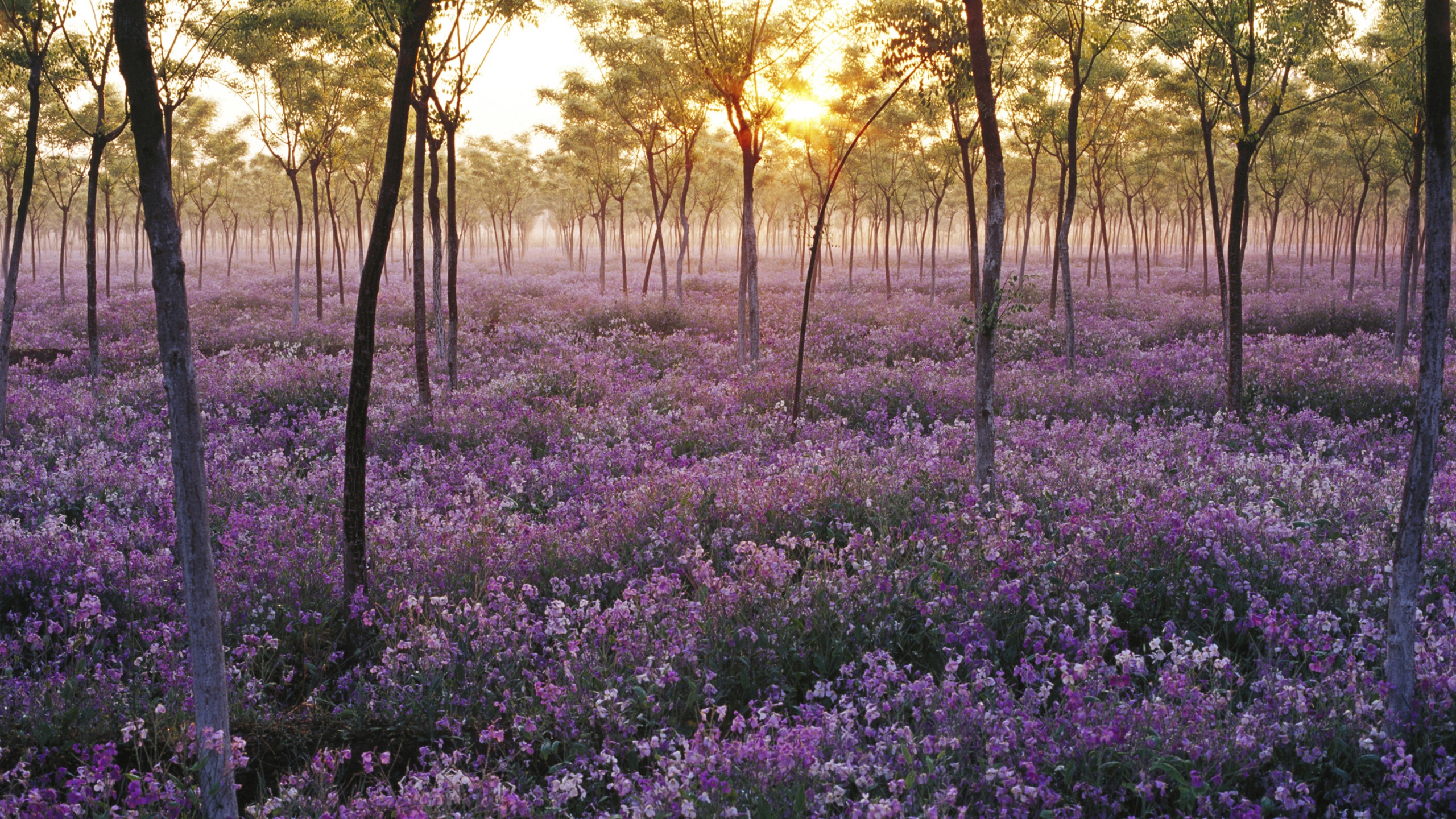 Free photo Purple flowers in a rare forest