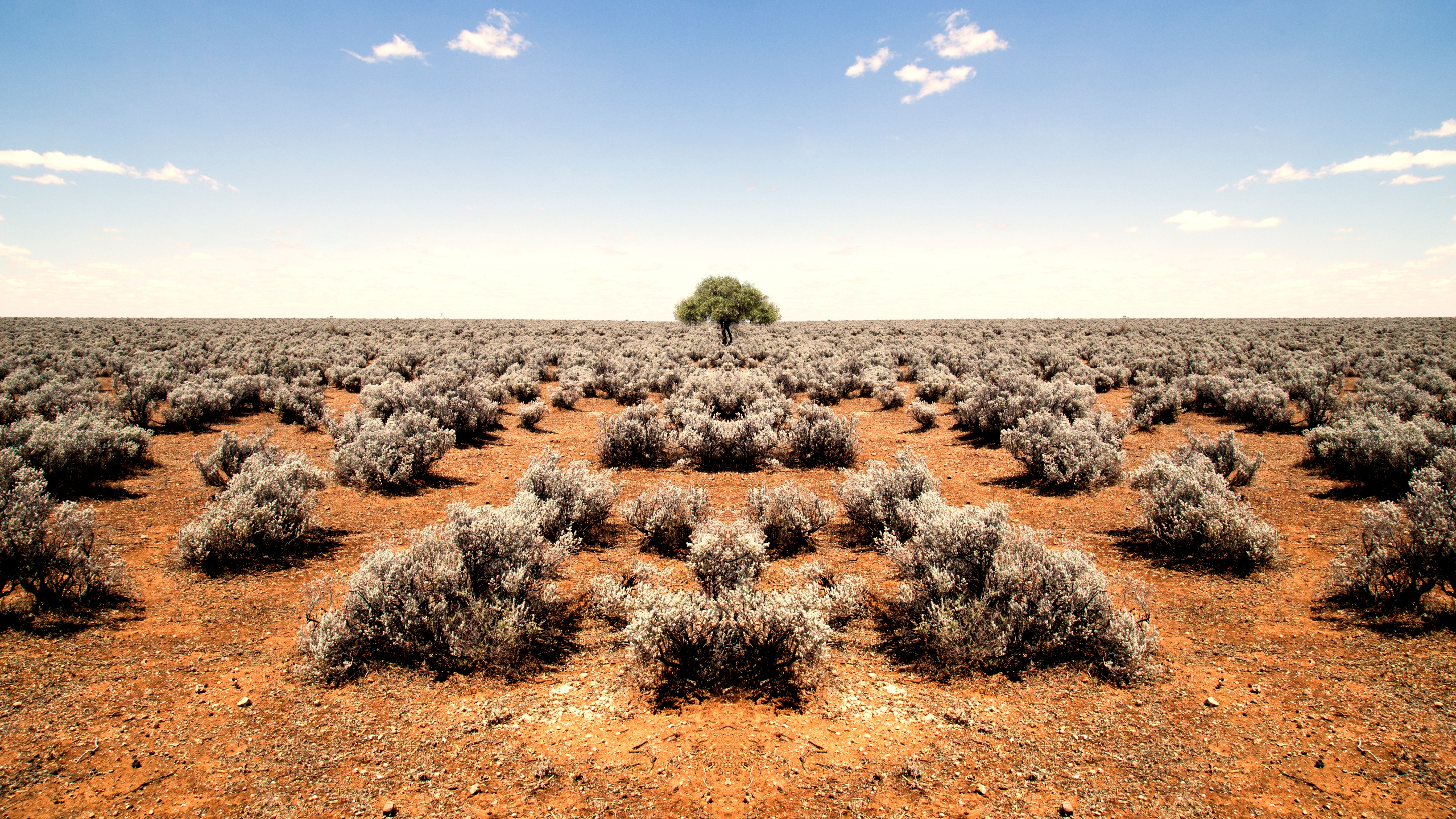 Wallpapers landscape tree sand on the desktop