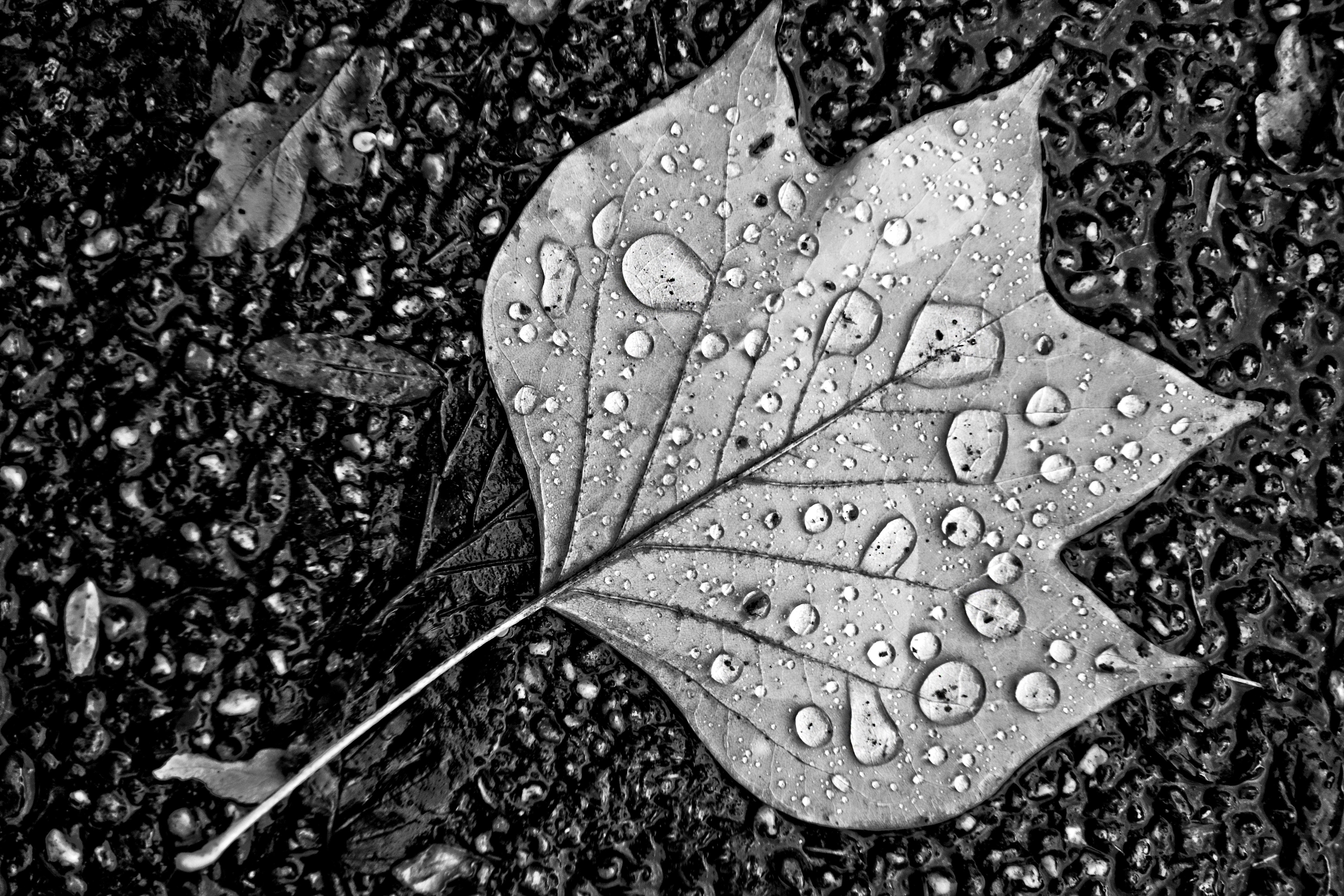 黑白照片中的雨中秋叶