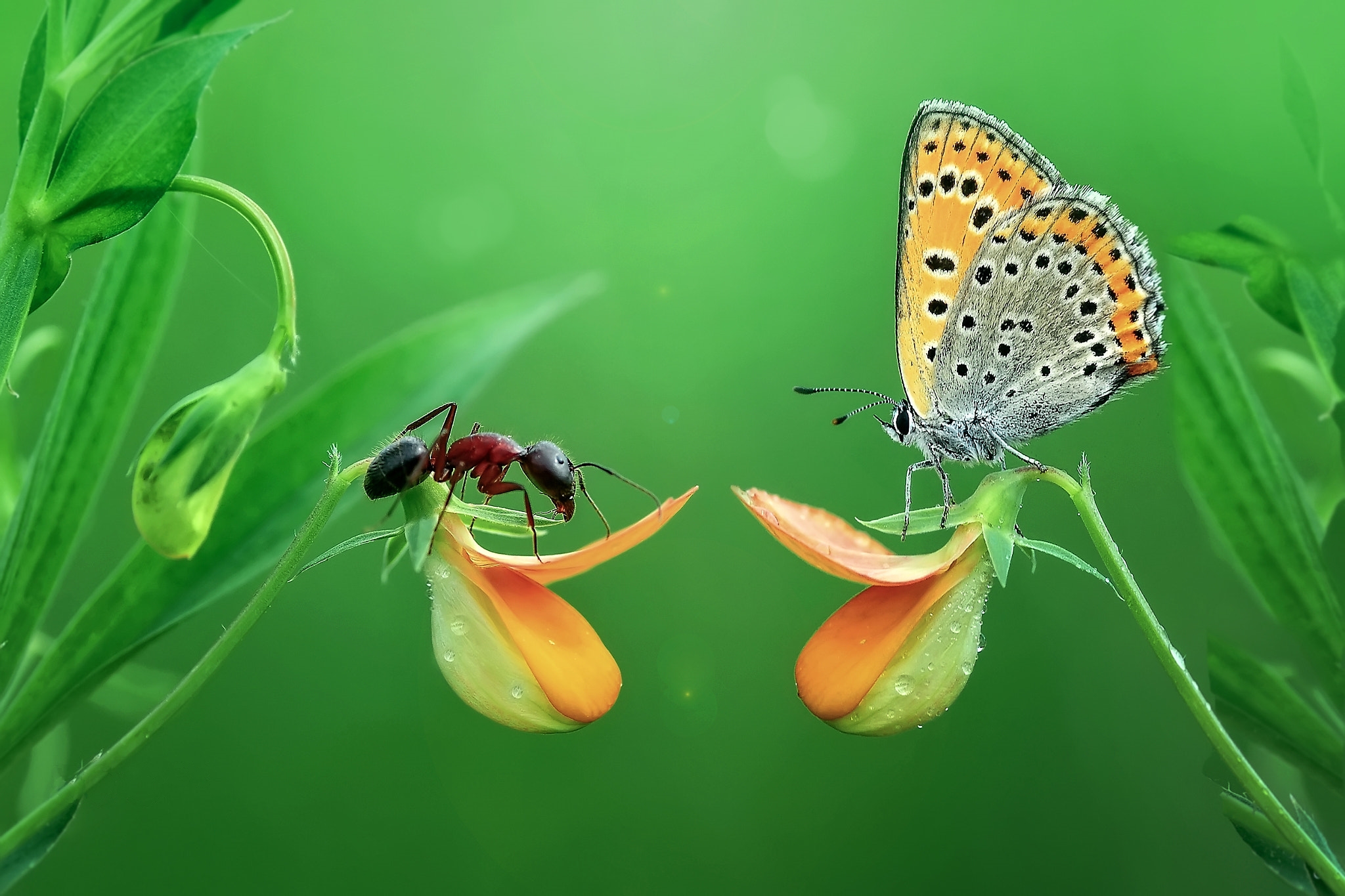 Wallpapers ant butterfly flowers on the desktop