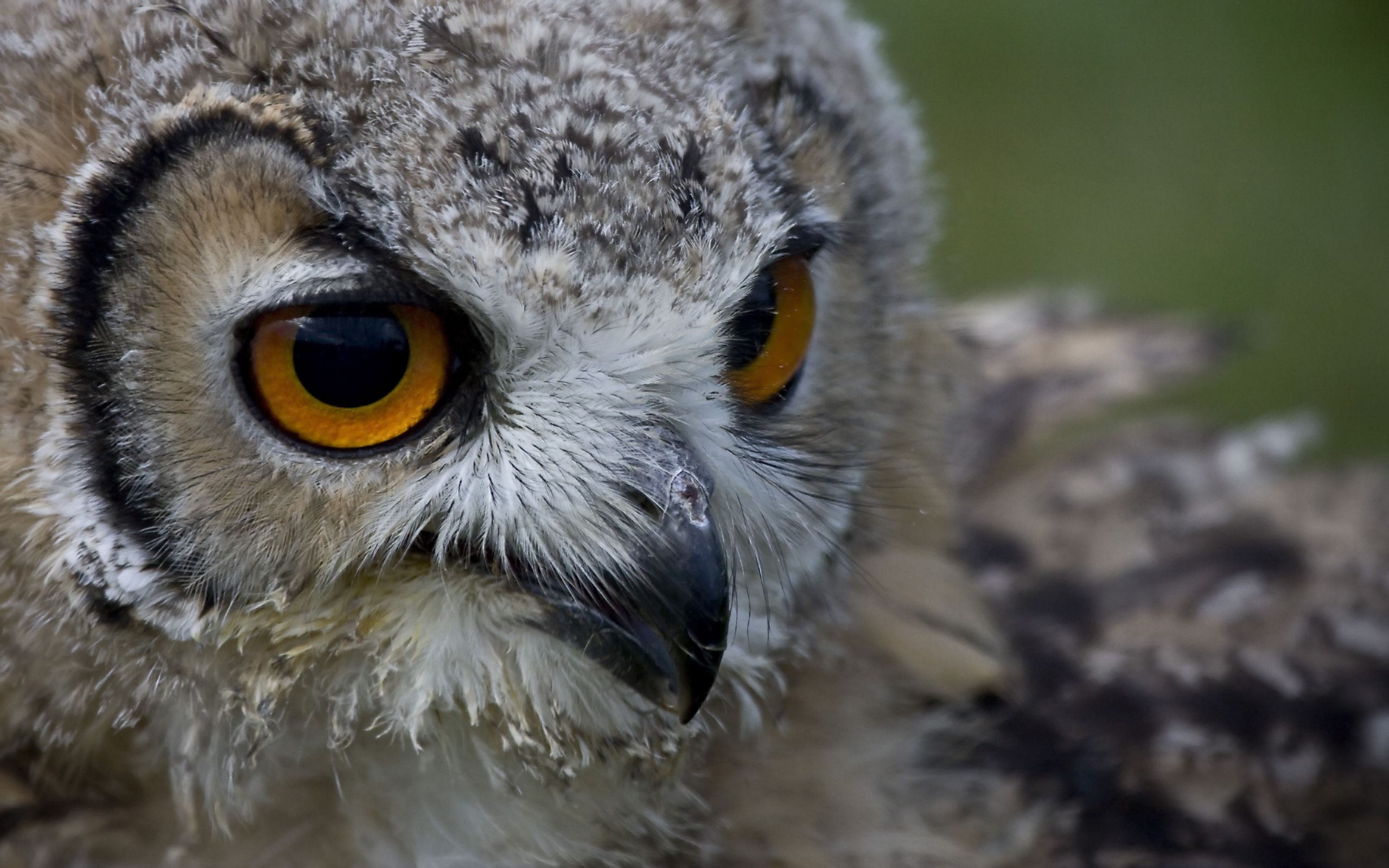 Free photo The face of an owl