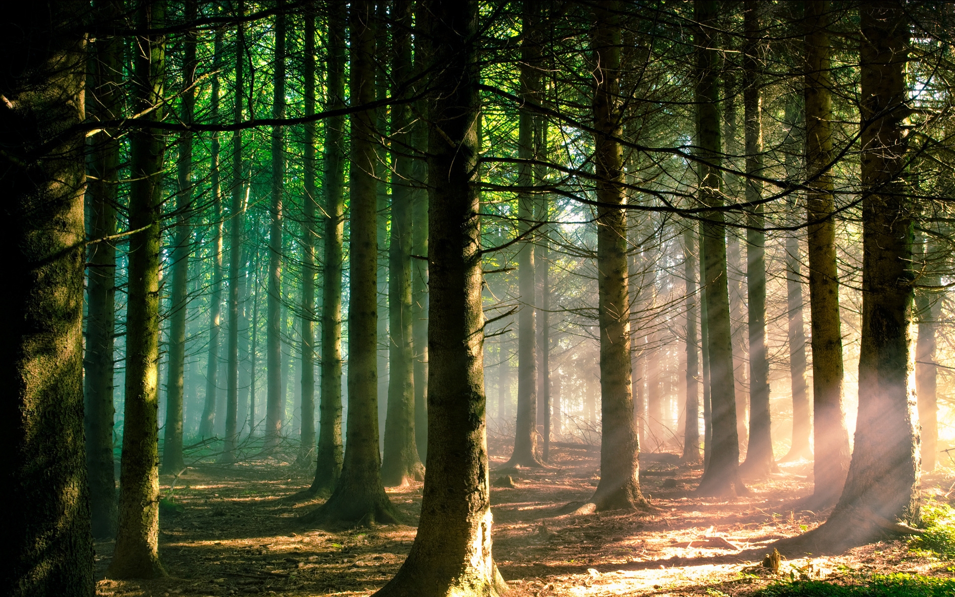 A forest landscape with sunbeams shining through the foliage of trees, creating a play of light and shadow on the ground.