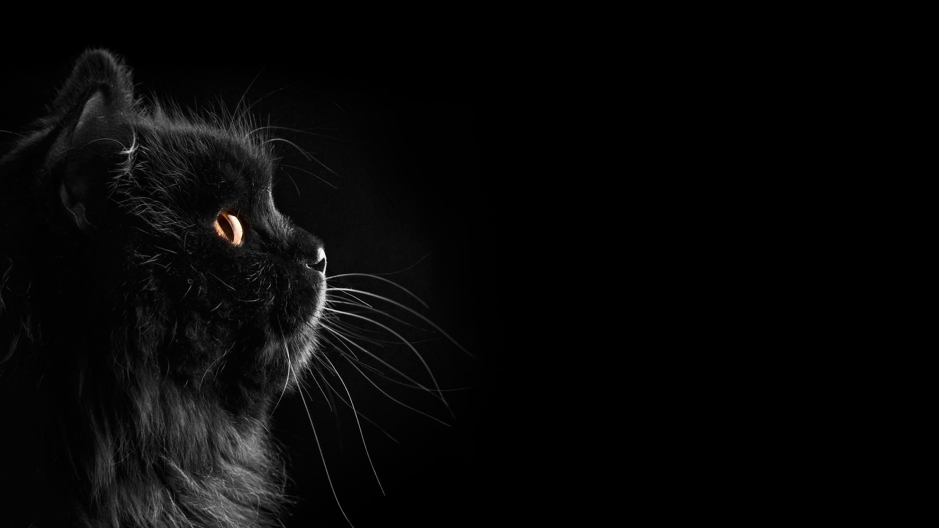 黑背景上的黑猫