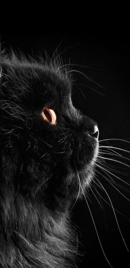 Бесплатное фото Черная кошка на черном фоне