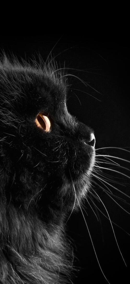 Бесплатное фото Черная кошка на черном фоне