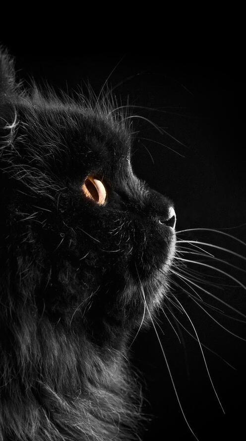 Бесплатное фото Черная кошка на черном фоне