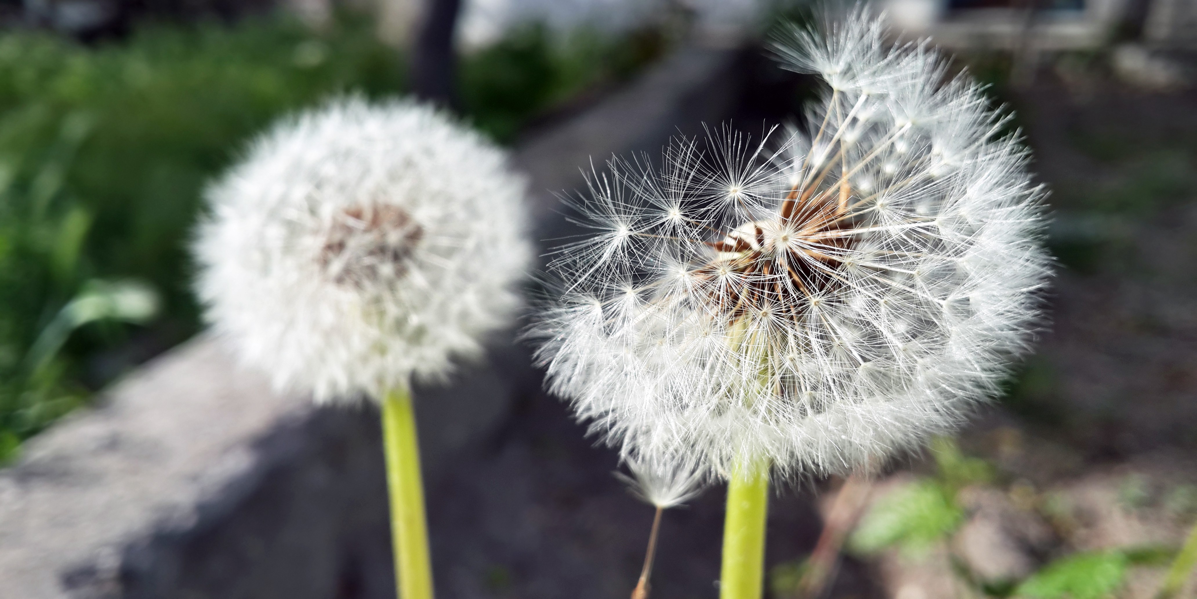 Wallpapers plant wildflower terrestrial plant on the desktop