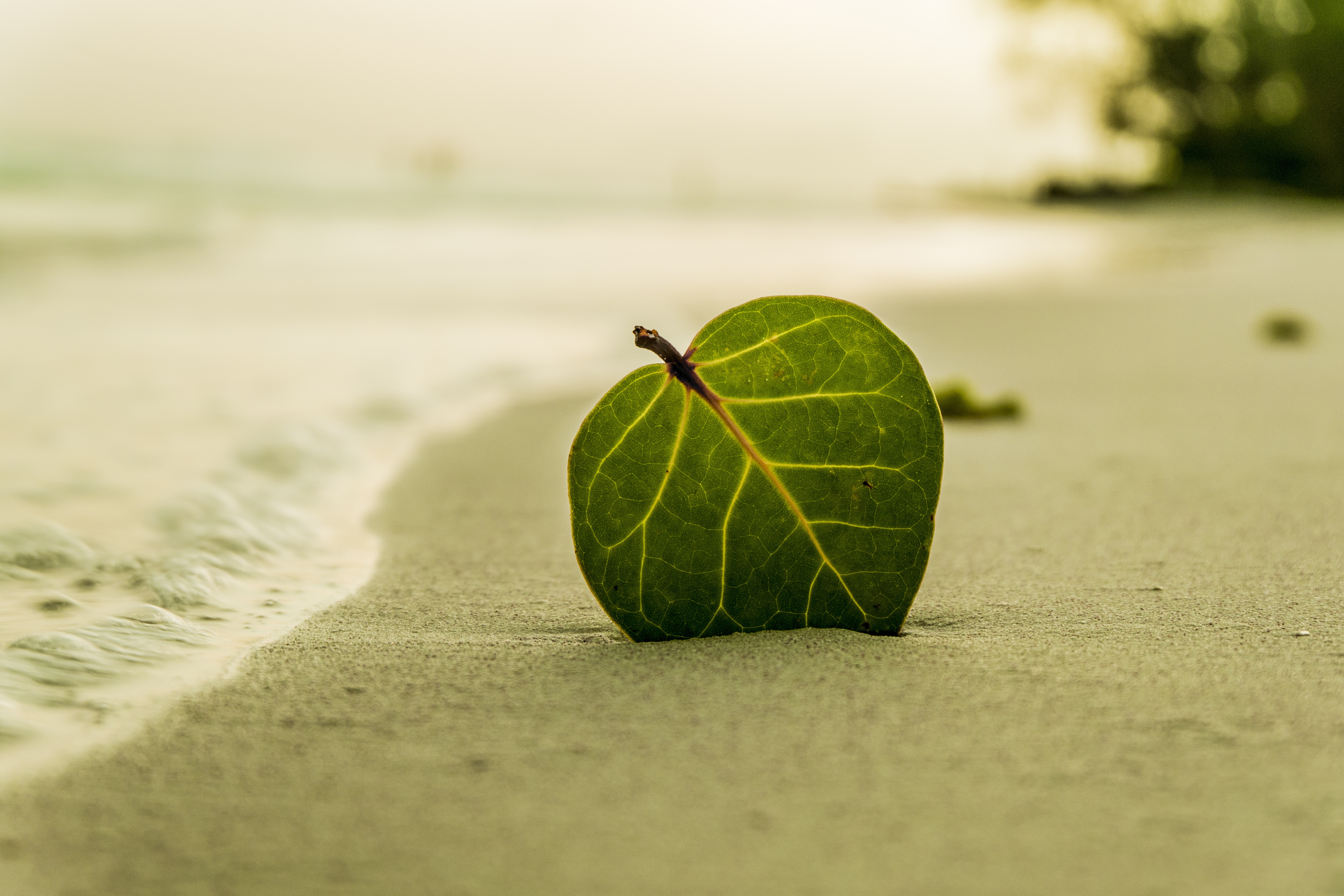 Free photo A green leaf on the sand