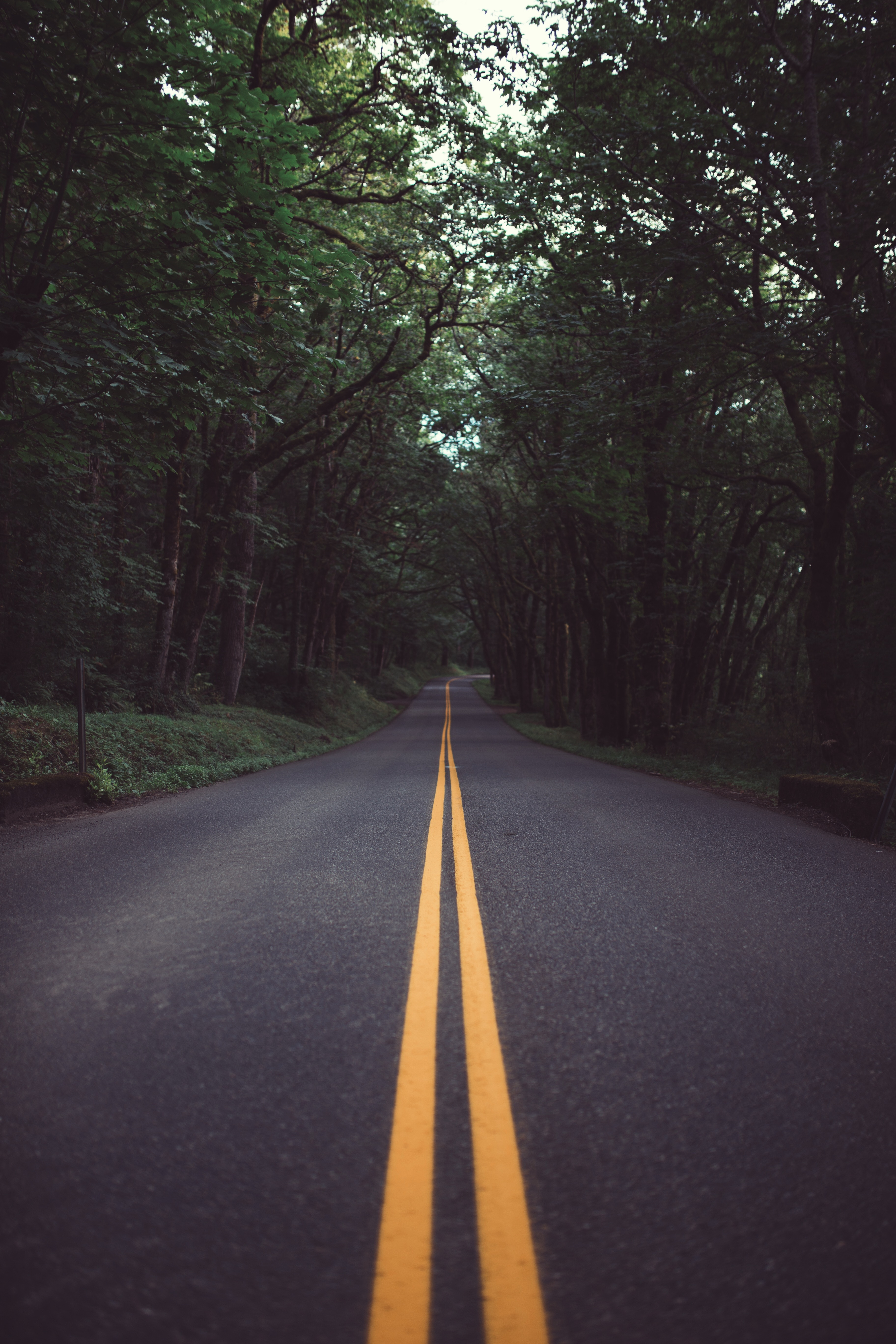 Free photo A road through the summer forest.