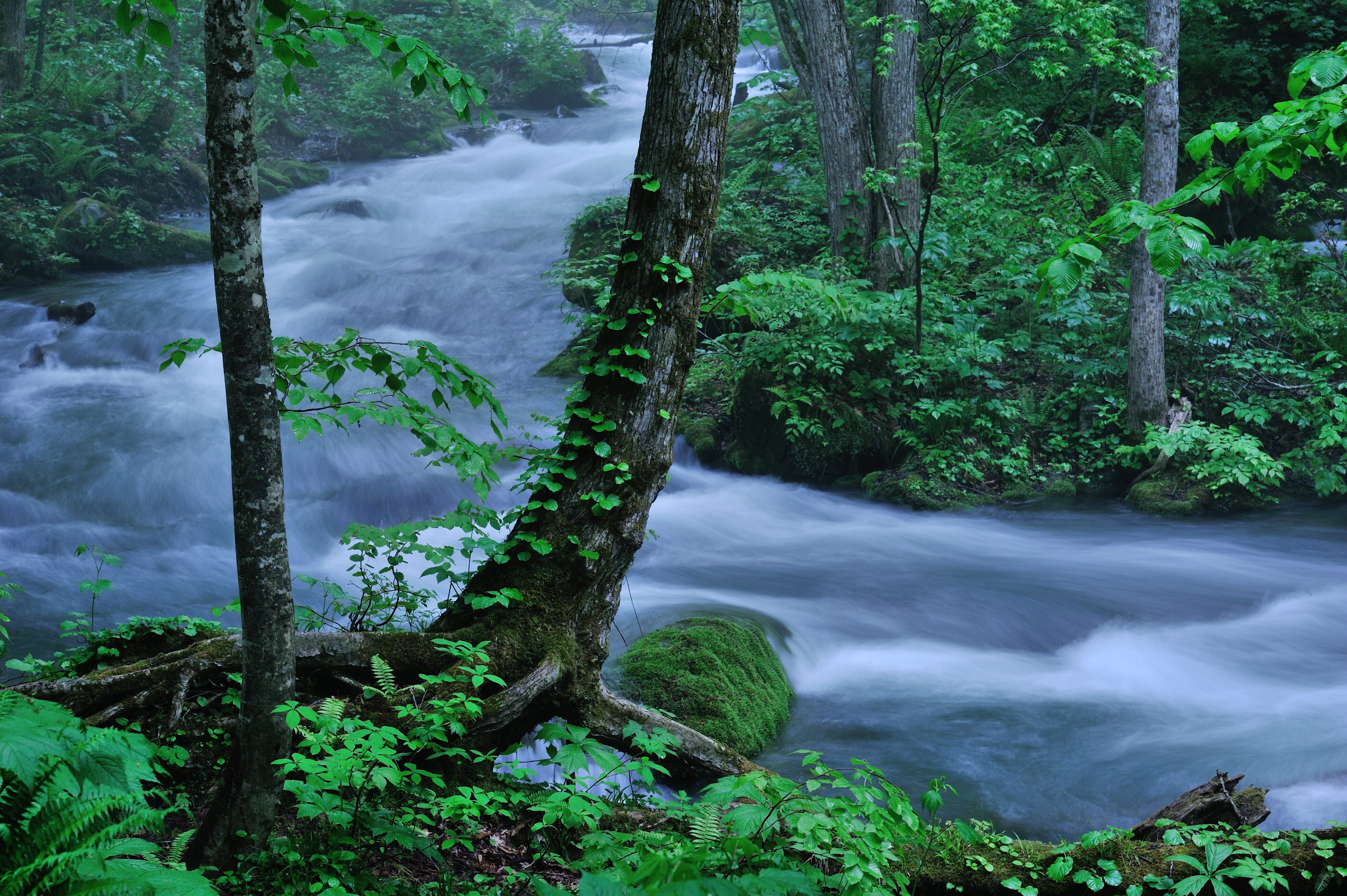 Wallpapers moss stone trees on the desktop