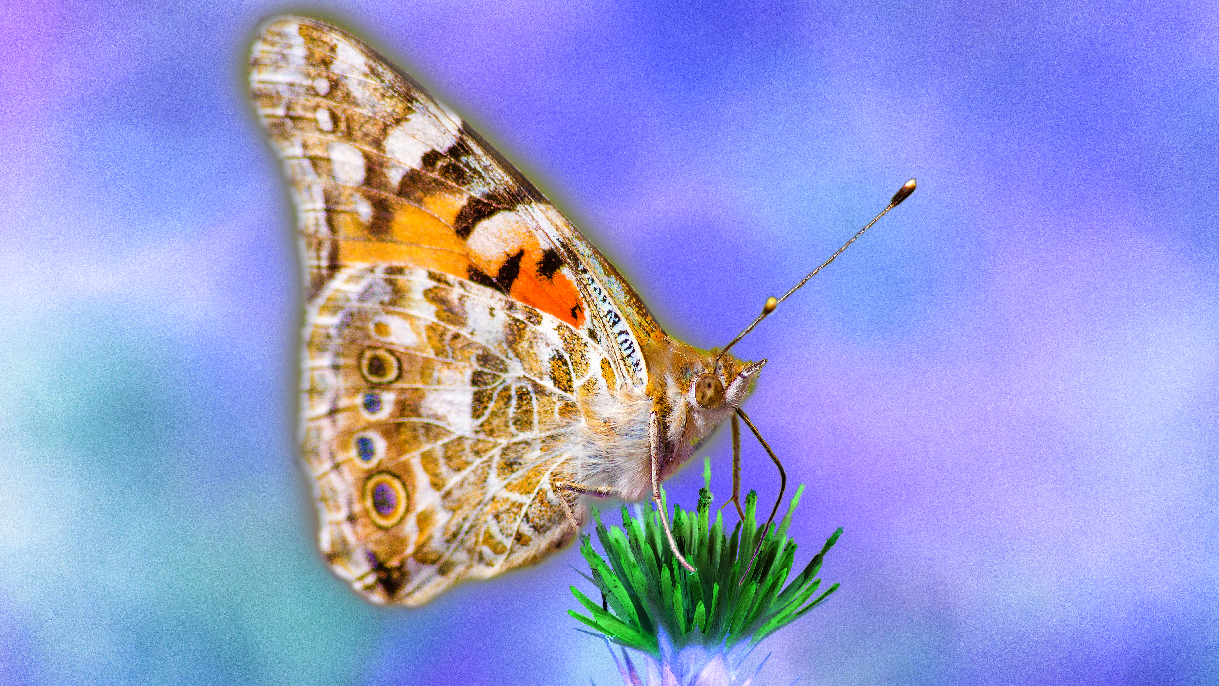 Free photo A butterfly on a green flower