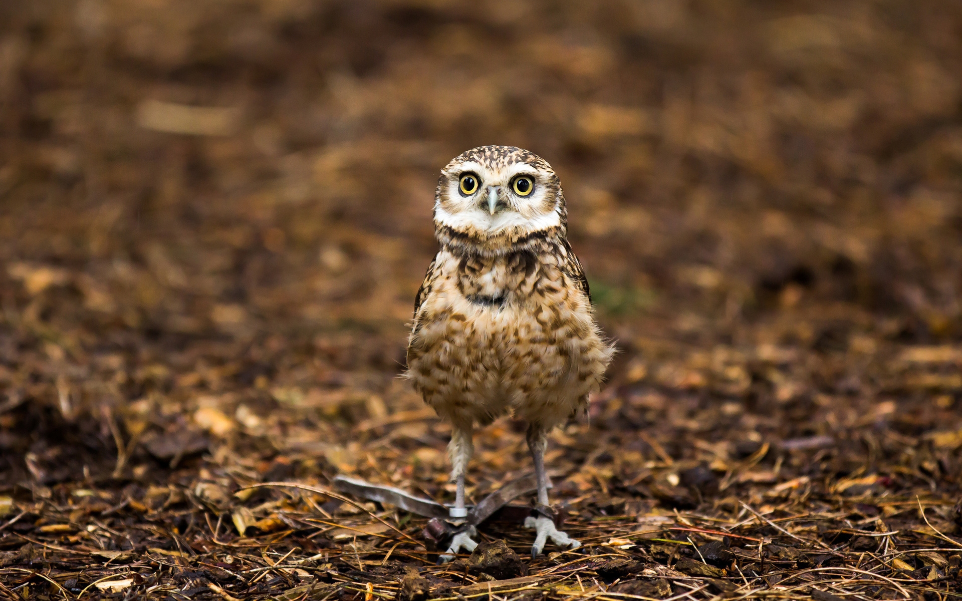 Wallpapers birds bird of prey background on the desktop