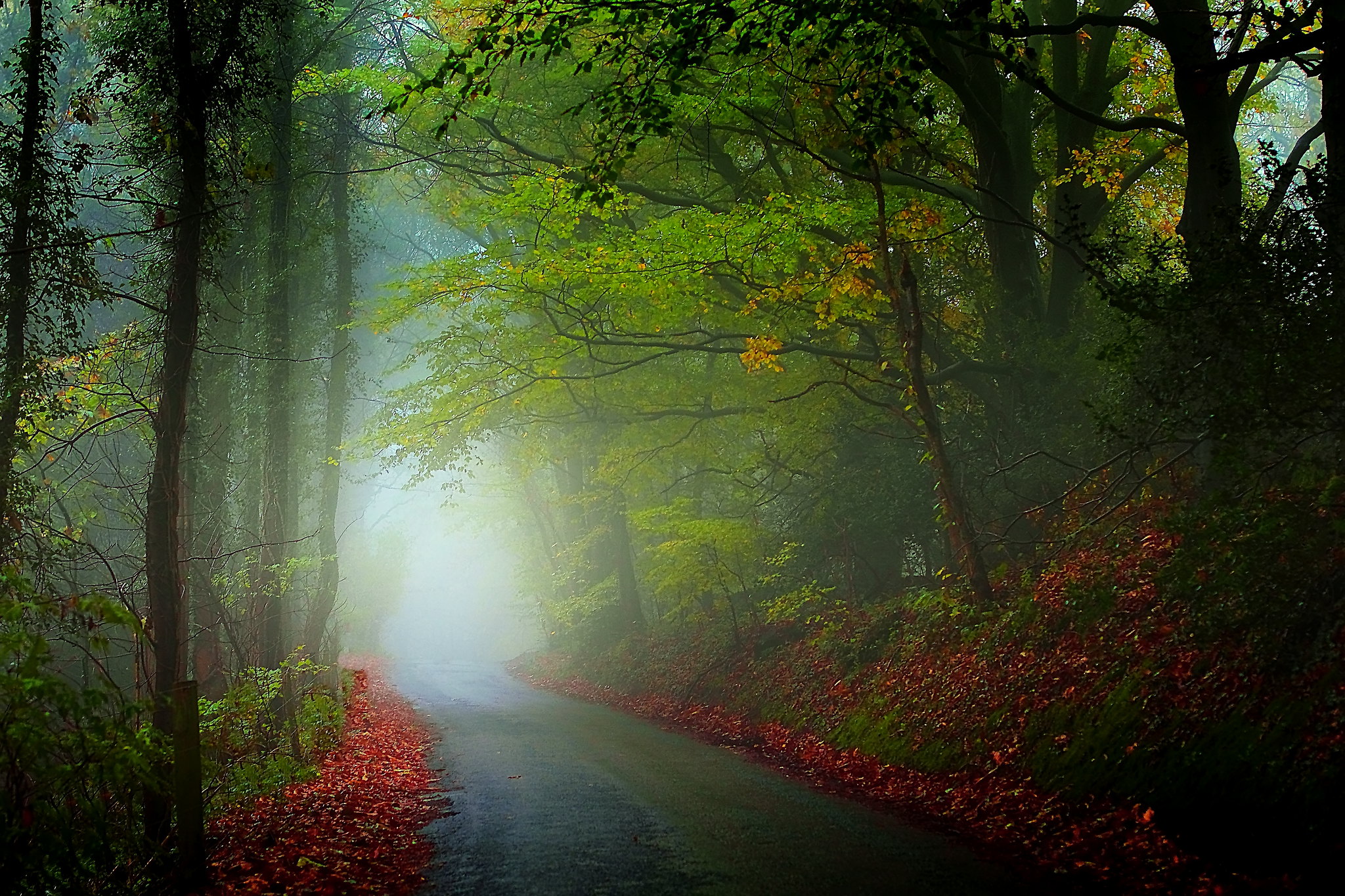 免费照片穿越森林的道路