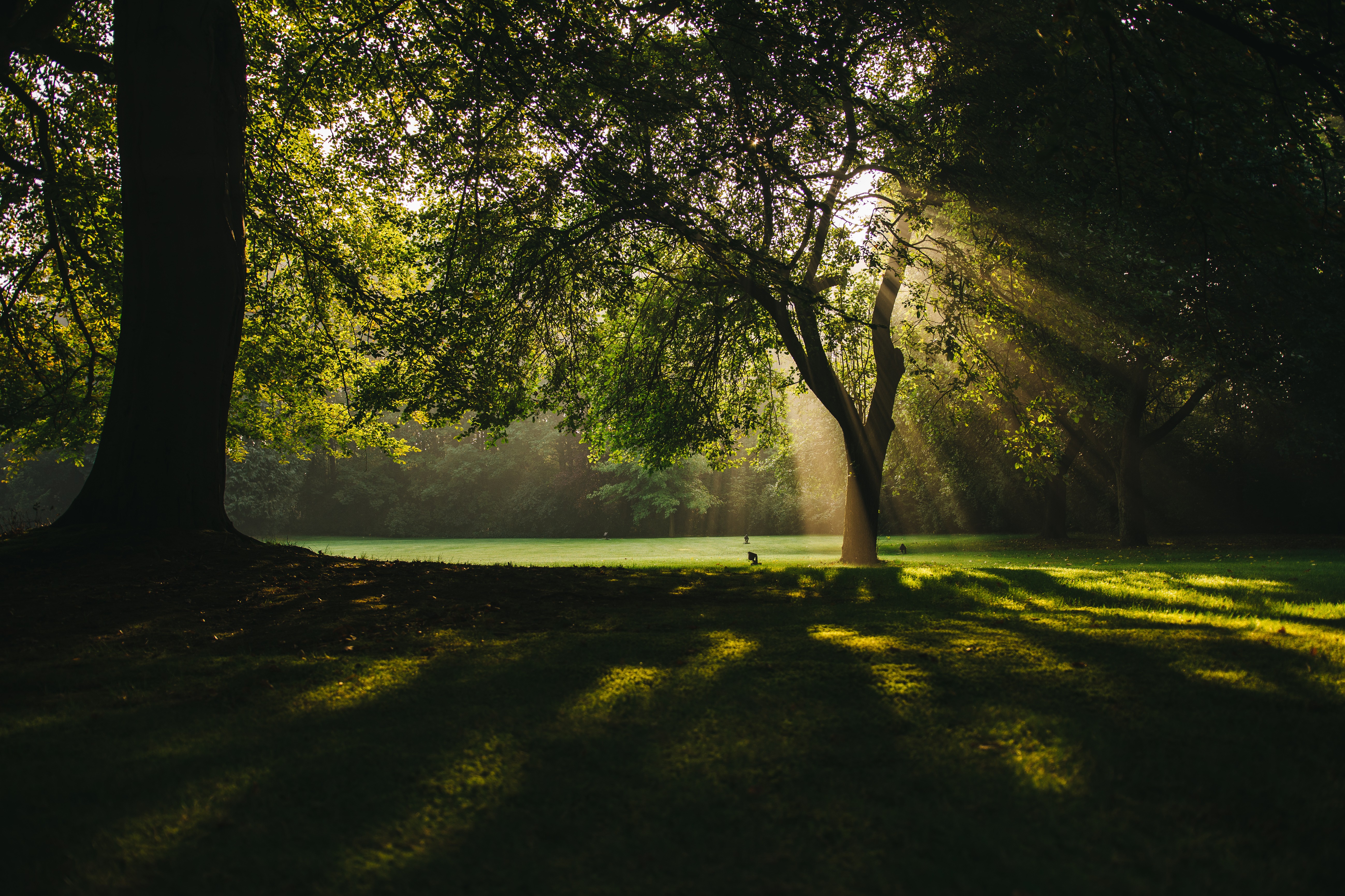 Free photo Sunlight in a summer park