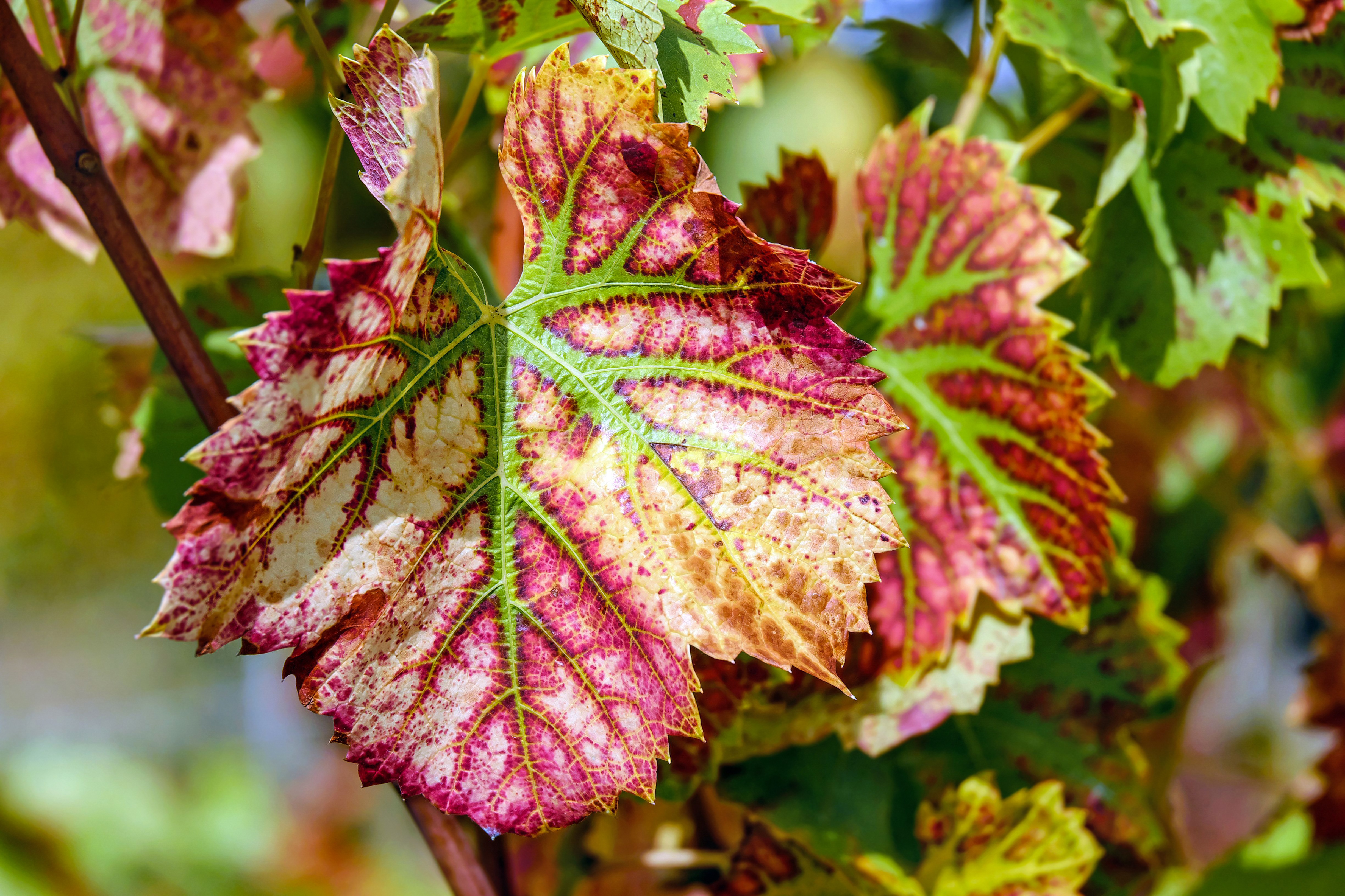 Free photo Wine leaf