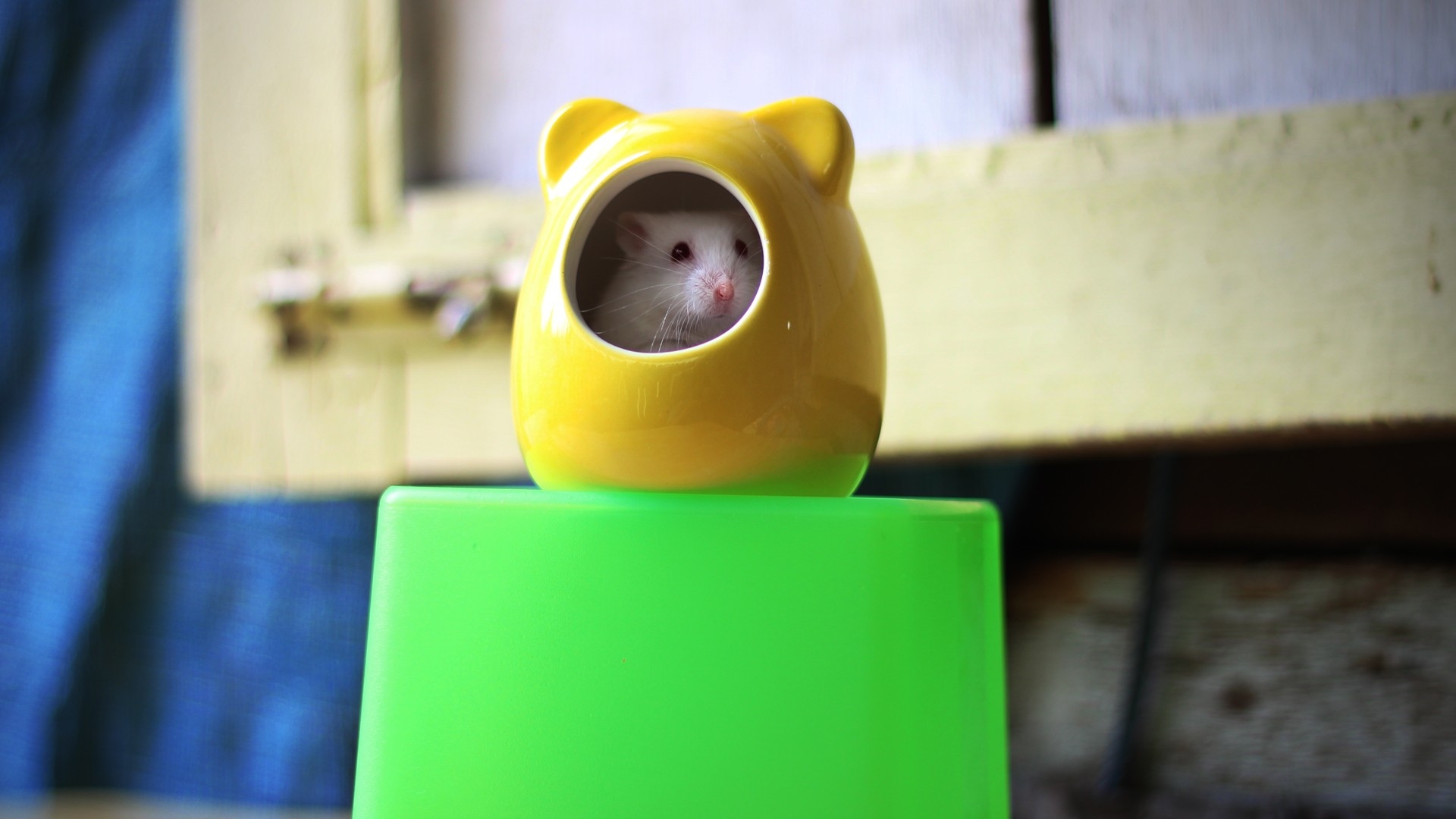 A hamster in a house