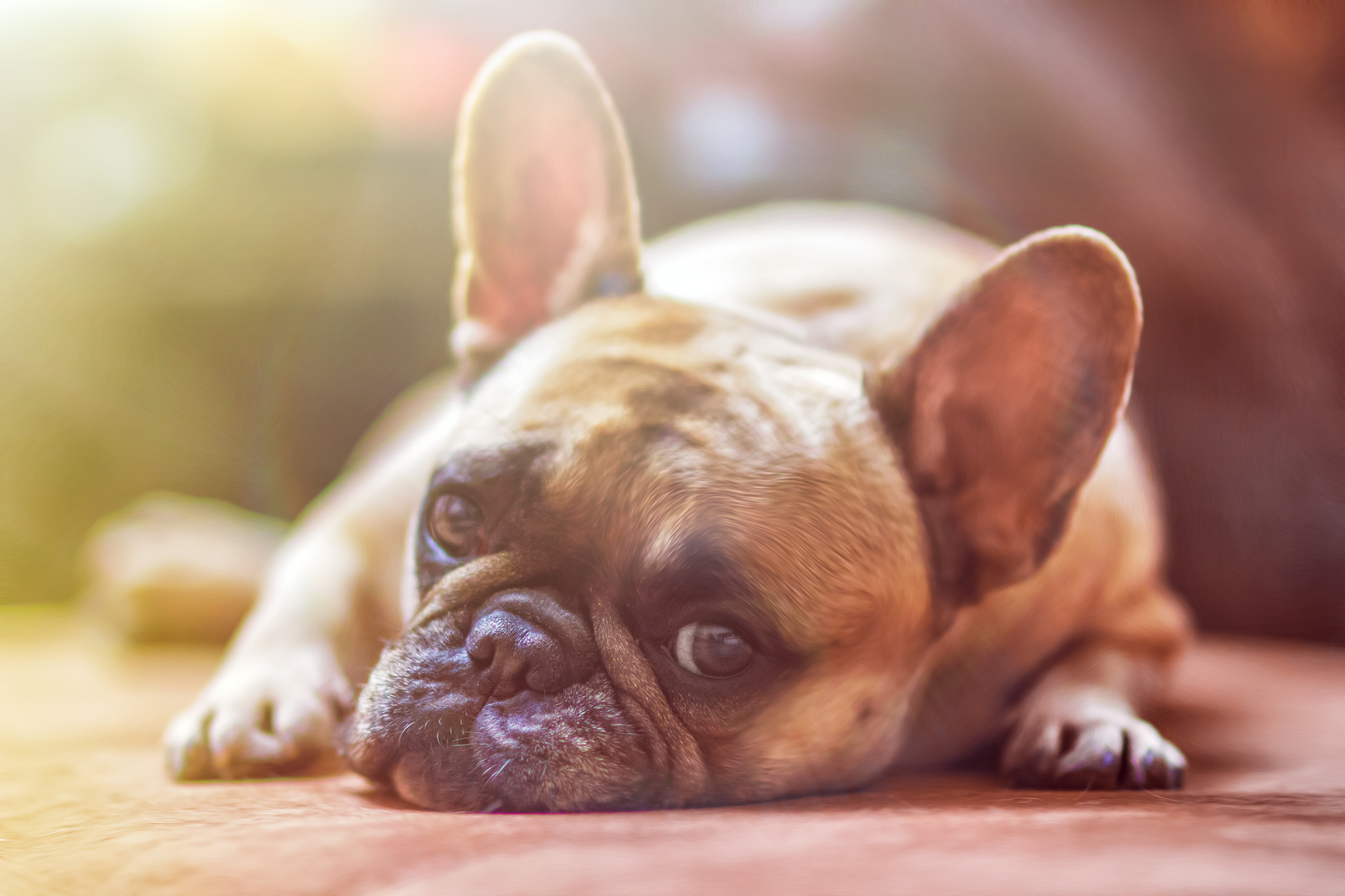 Wallpapers animals french bull dog bull dog on the desktop