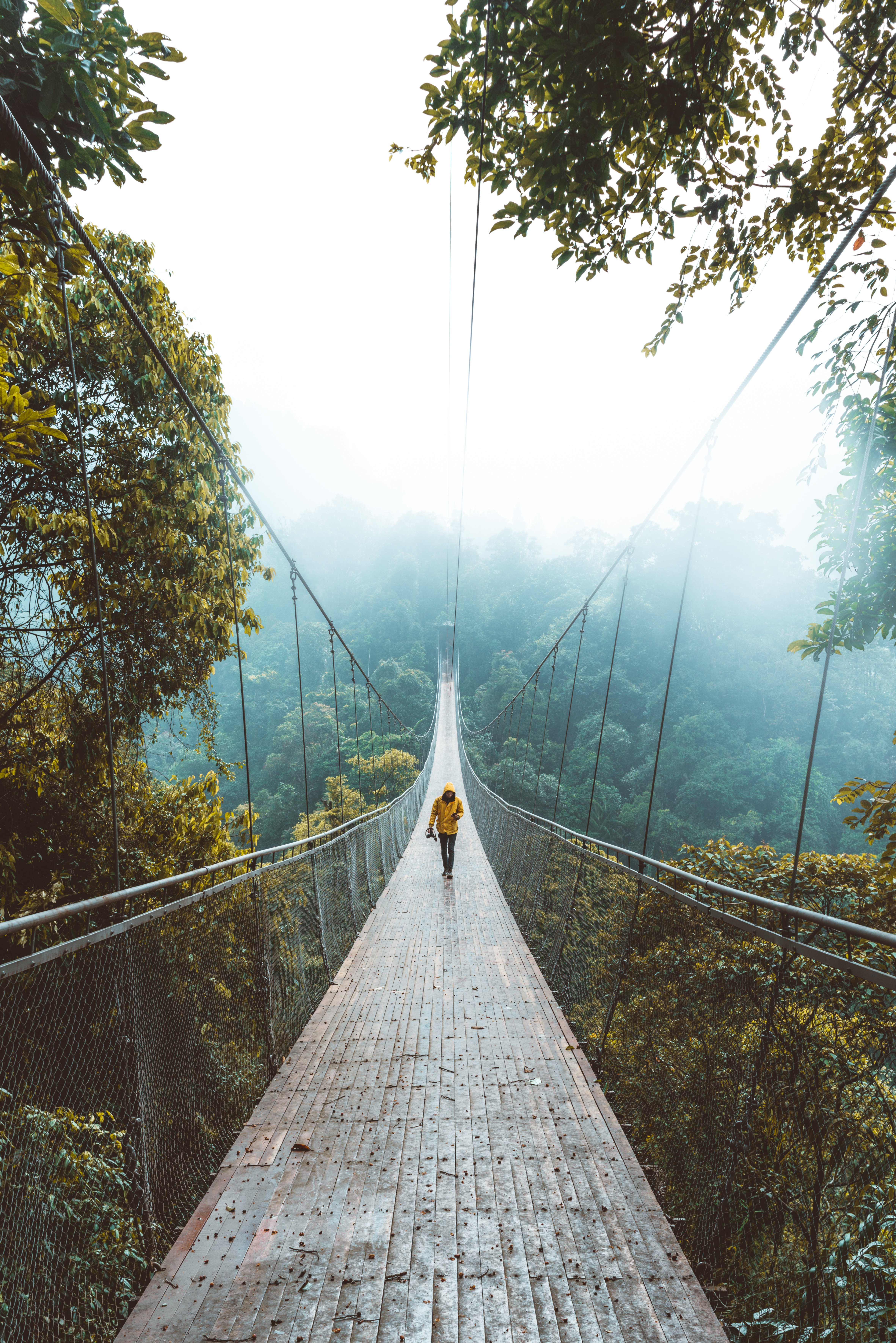 Wallpapers light forest suspension bridge on the desktop