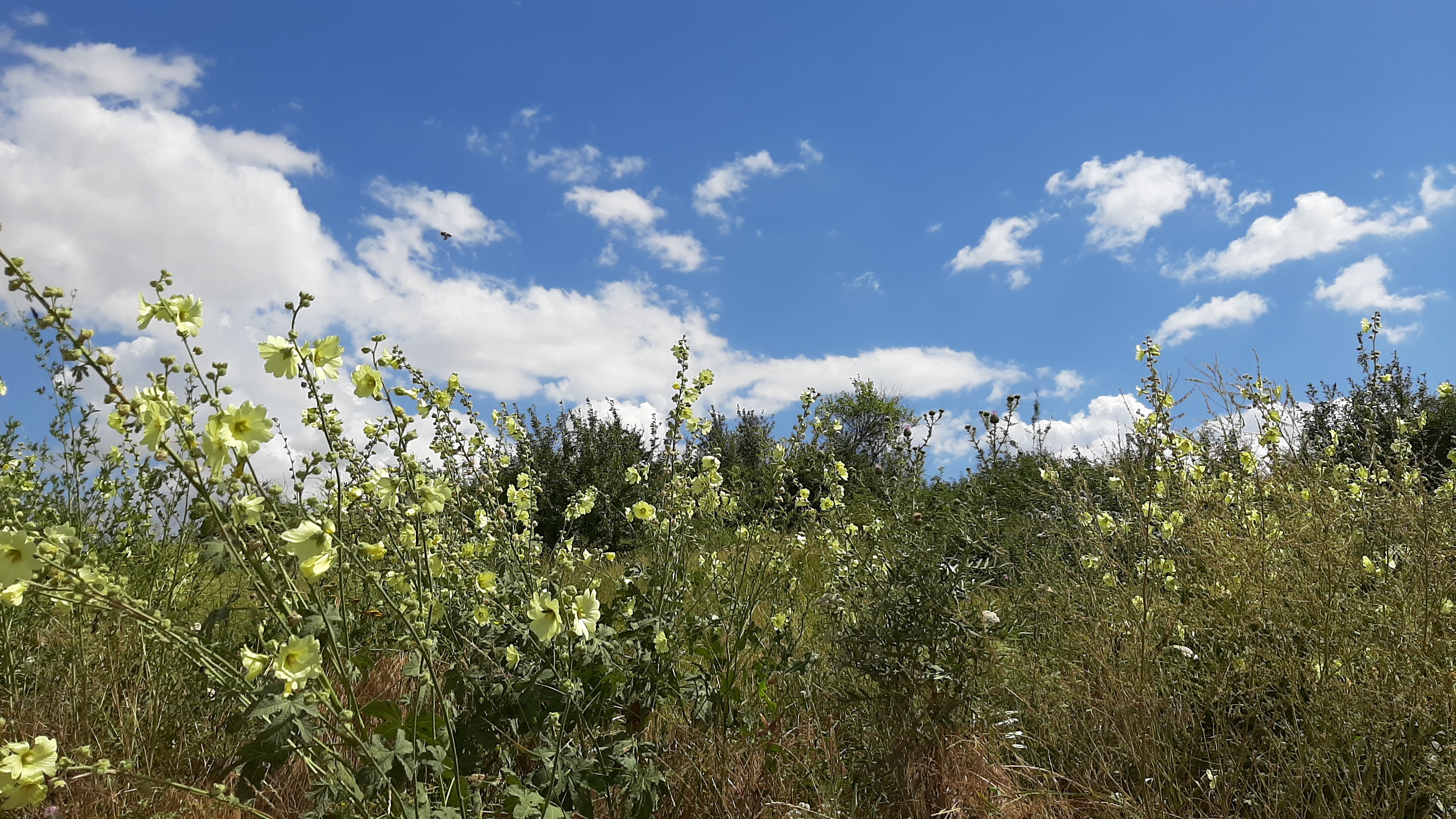 Бесплатное фото Зеленая трава с белыми цветами