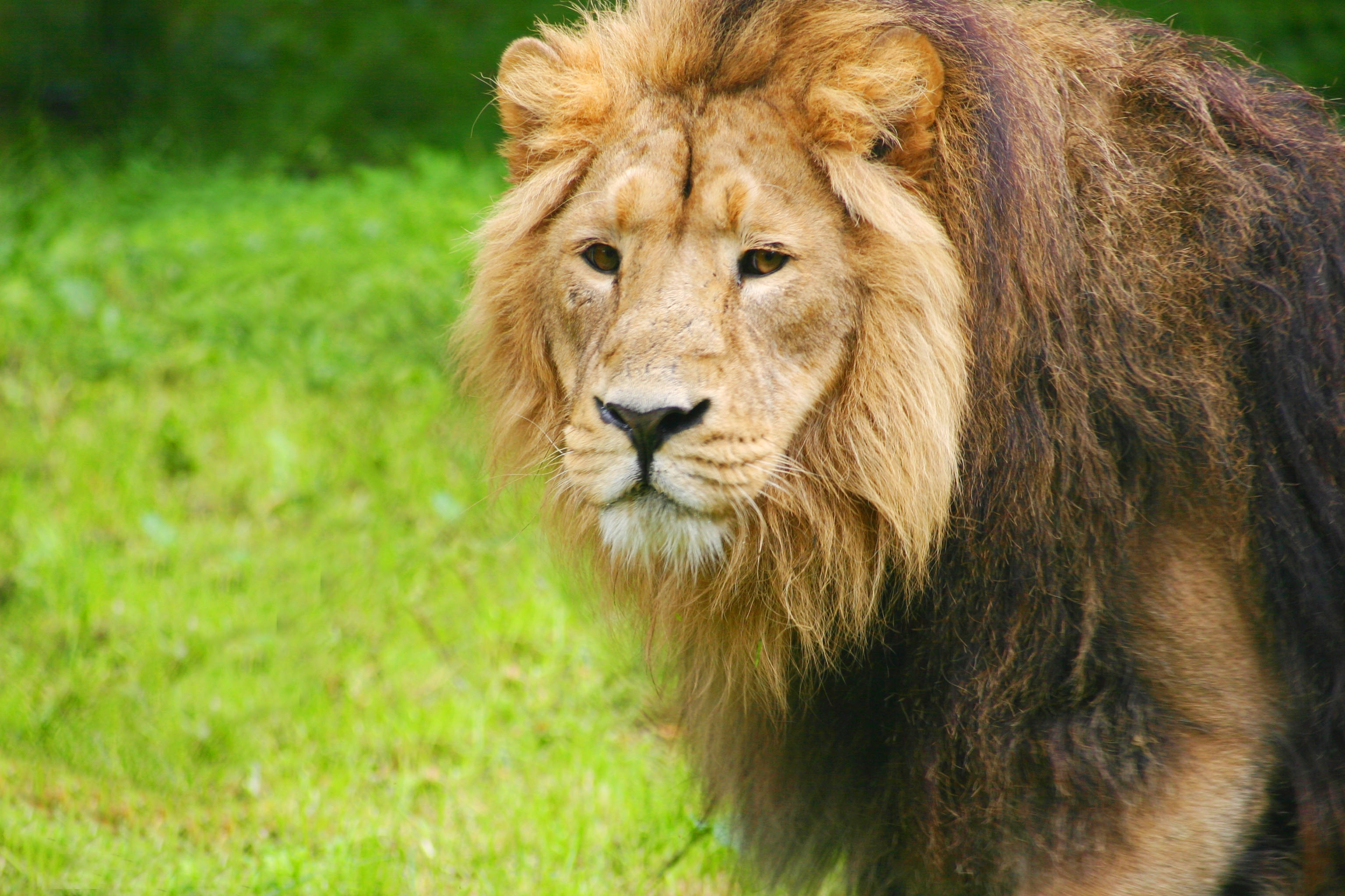 一头鬃毛蓬松的非洲狮。
