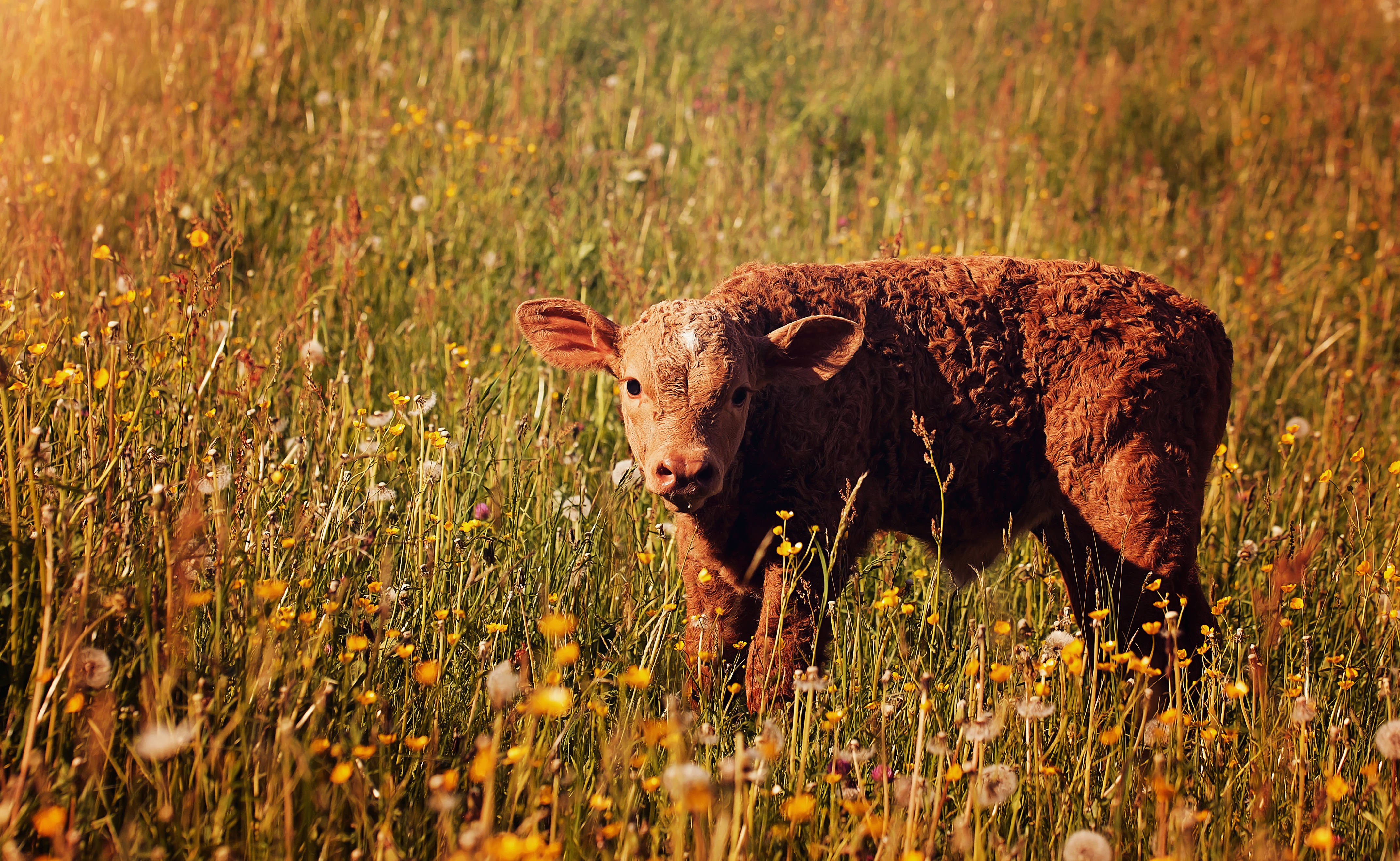 Wallpapers agriculture cattle as a mammal on the desktop