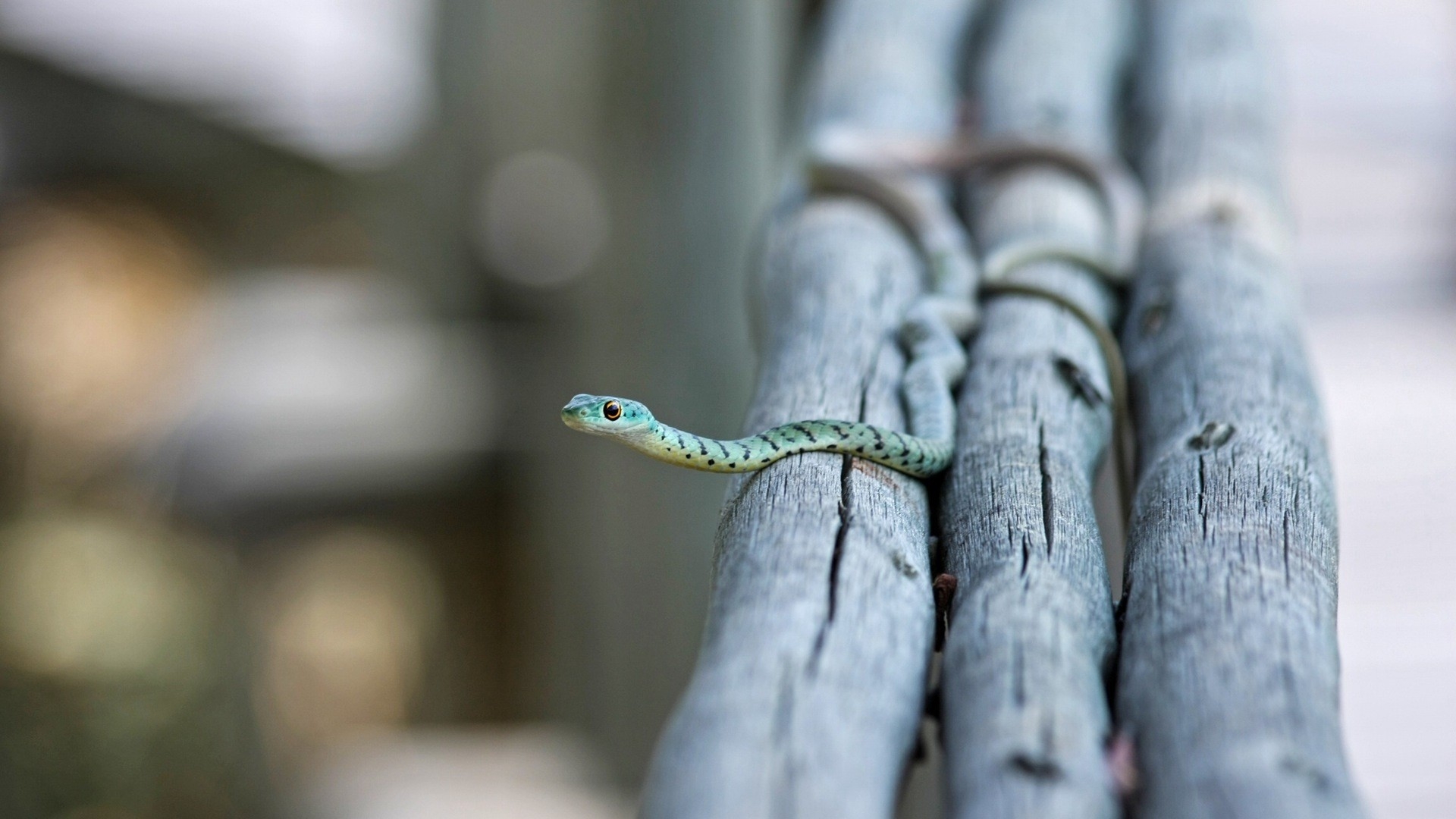 Free photo A little green snake