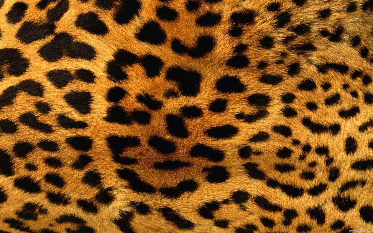 Free leopard spots slot Free leopard spots slot