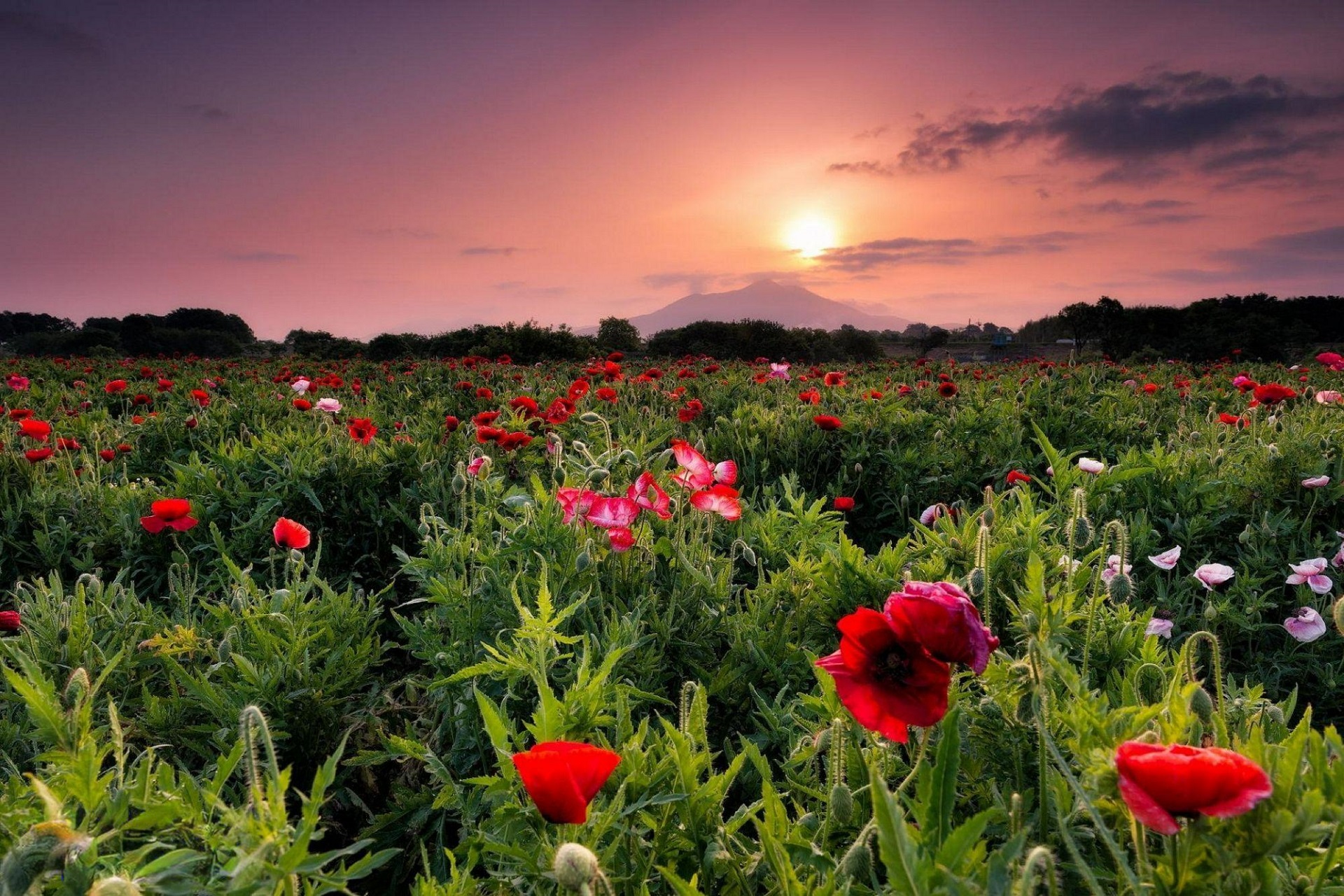 Free photo A field of poppies