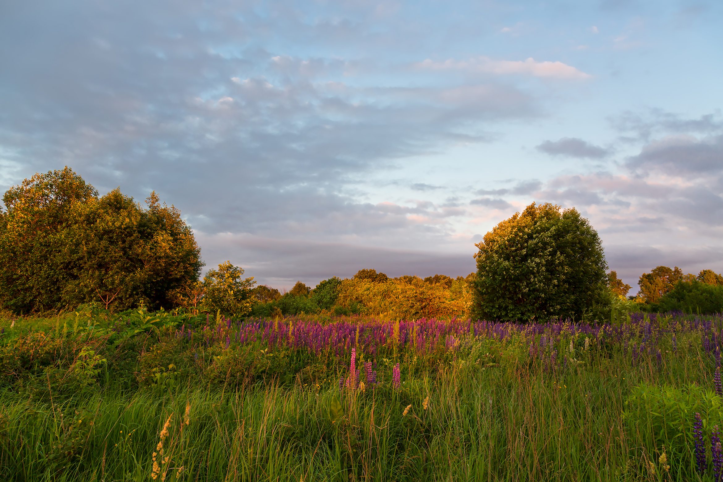 Free photo Evening on the nature