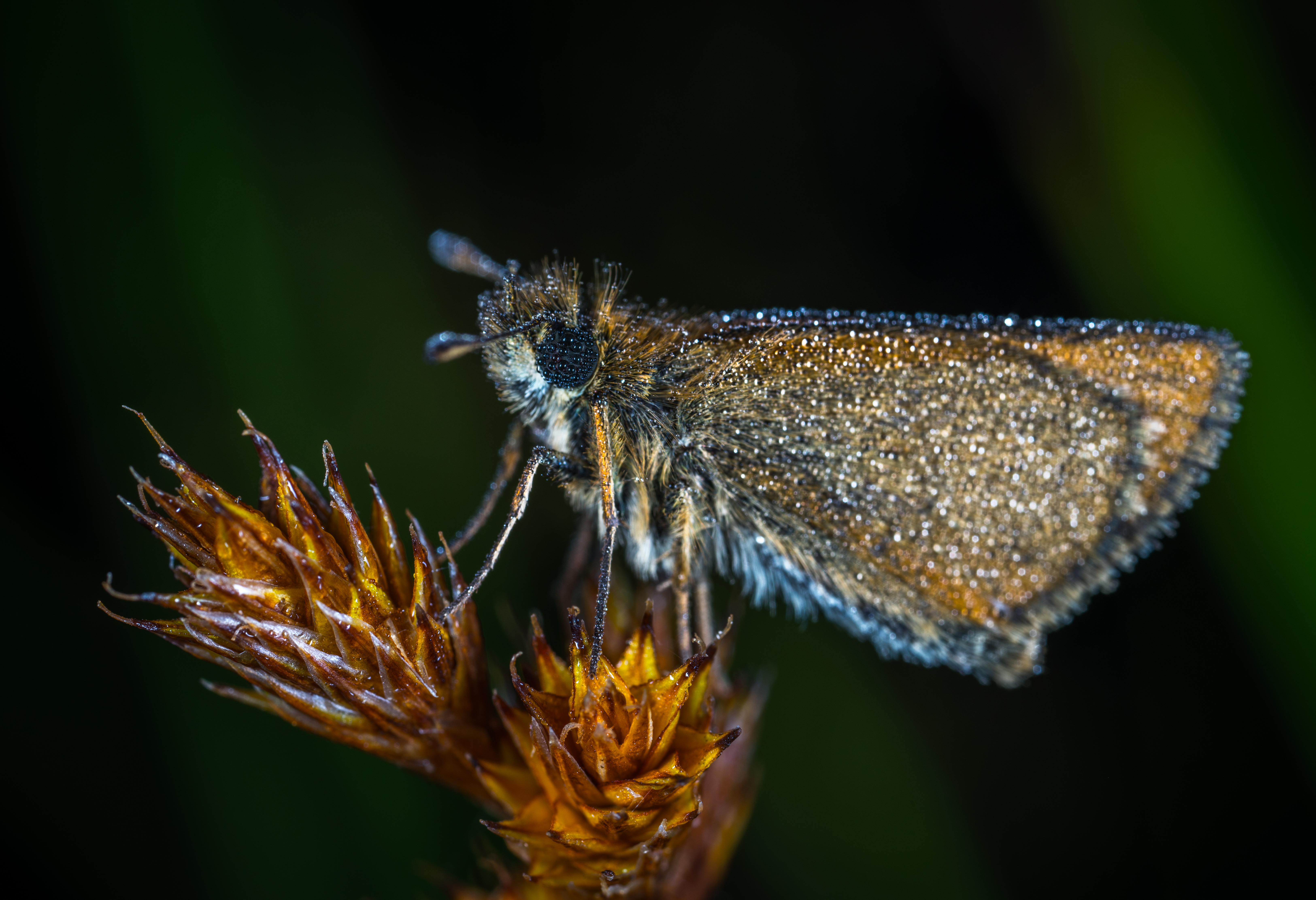 Wallpapers macro insect butterfly on the desktop