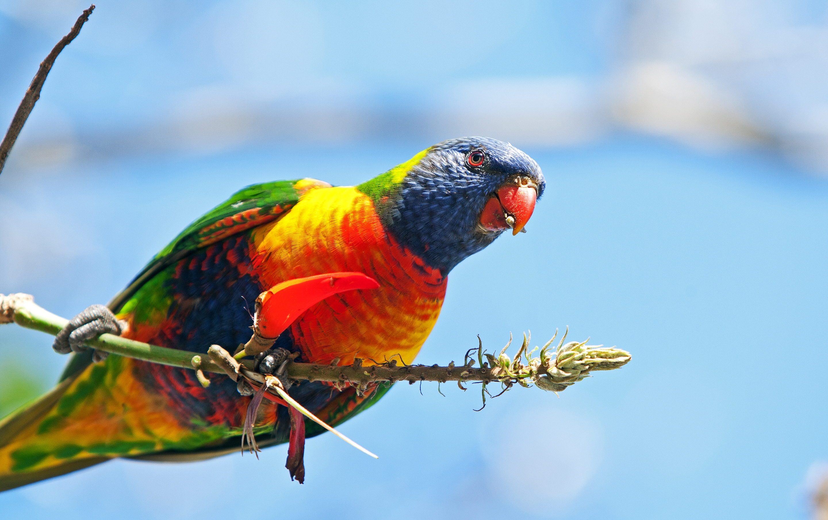 Бесплатное фото Красочный попугай радужный лорикет сидит на ветке