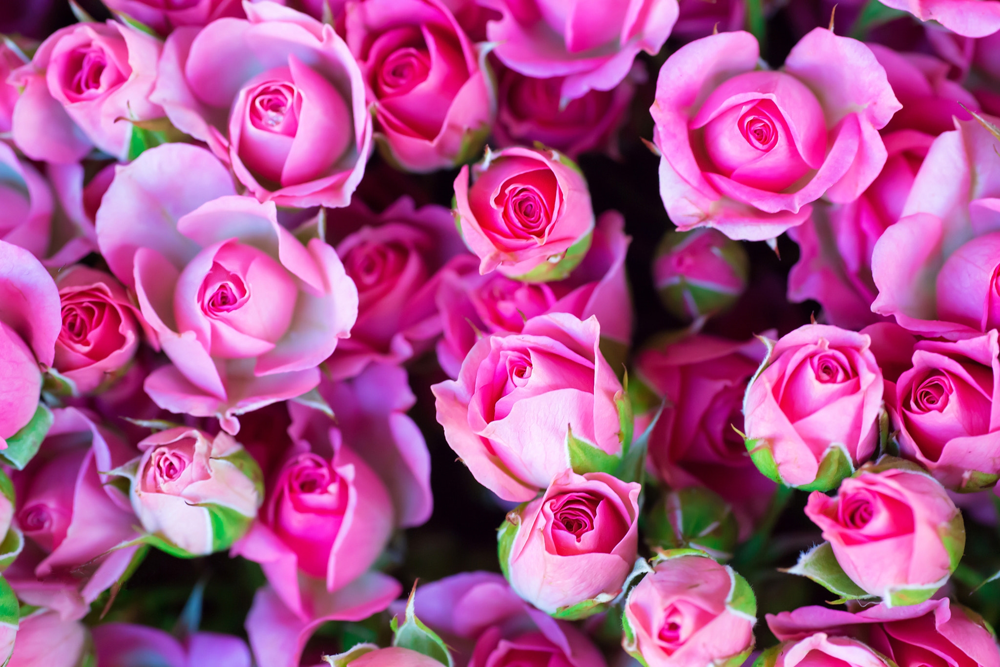 Wallpapers floral background rose flora on the desktop