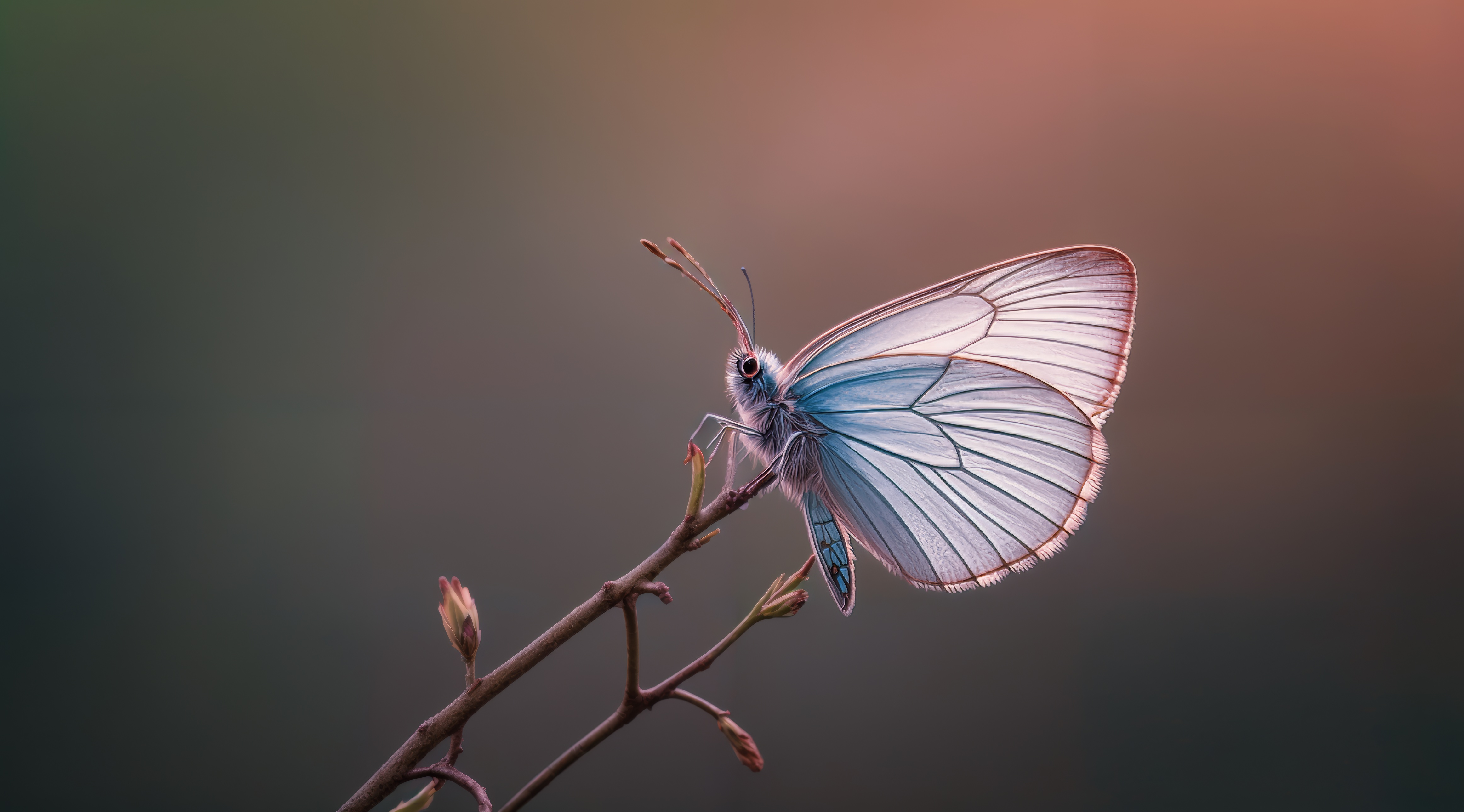 Бесплатное фото Сине-белая бабочка сидит на веточке.