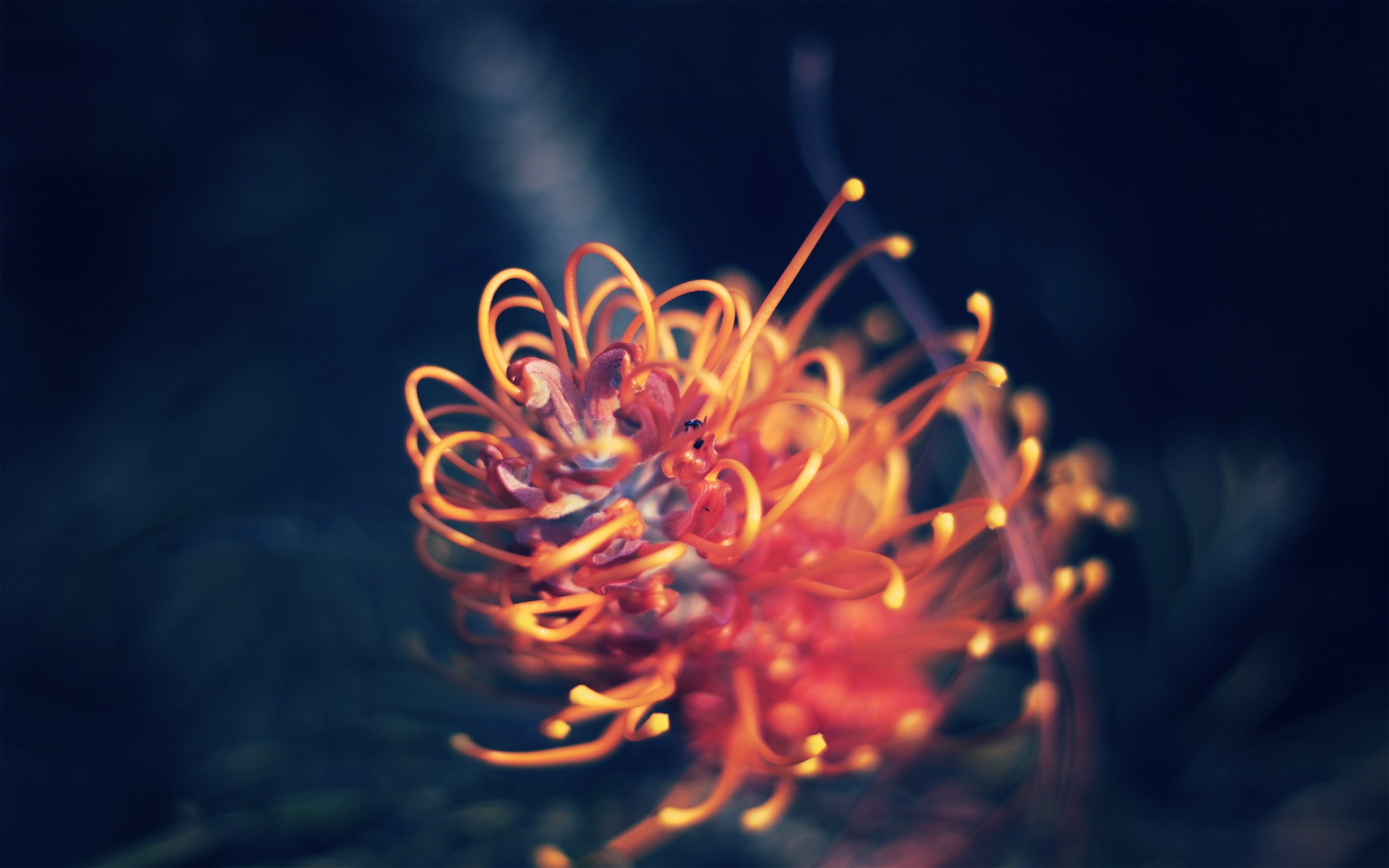 桌面上的壁纸日光 晚上 反射