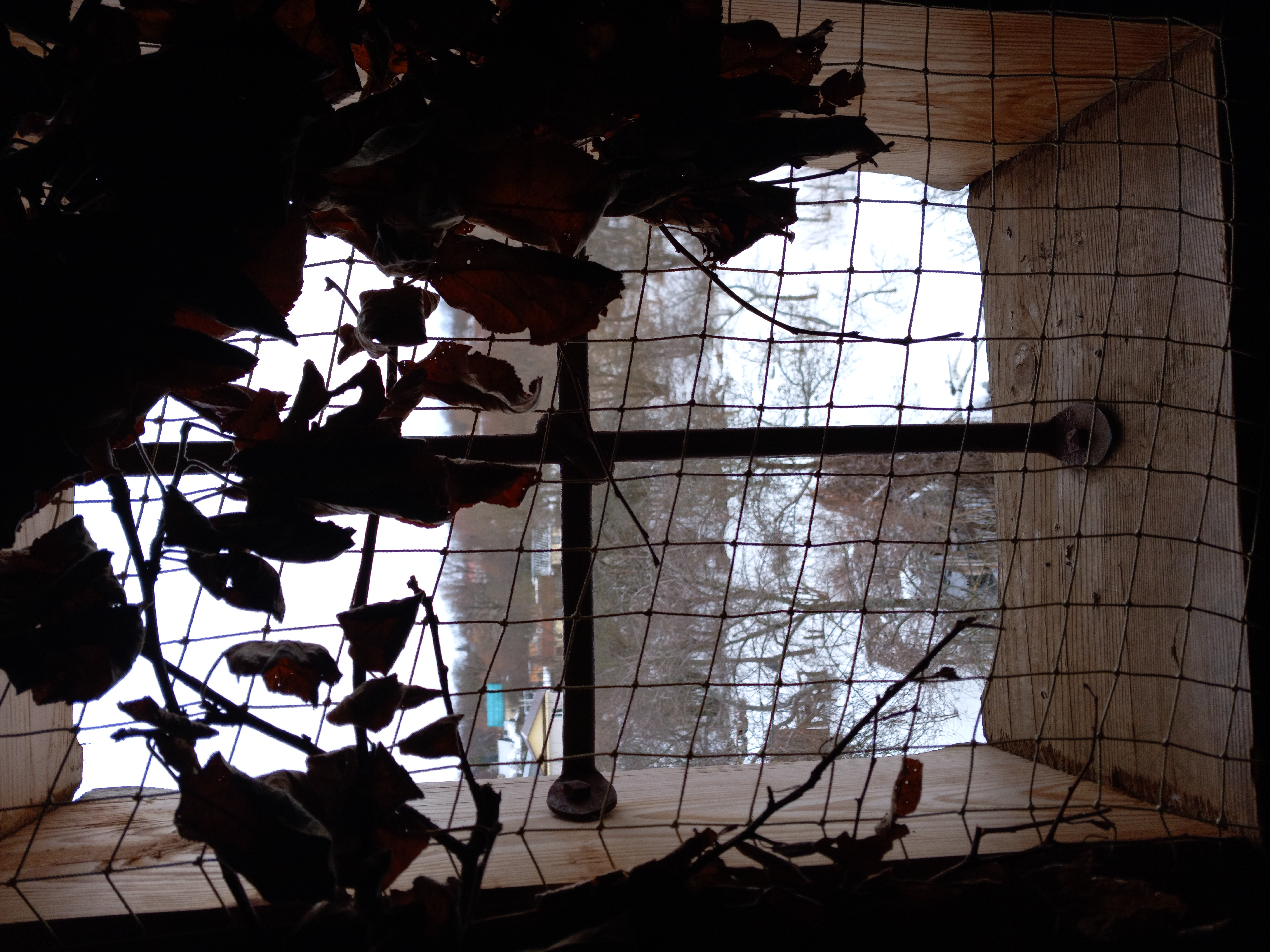 Бесплатное фото Окно в ветках