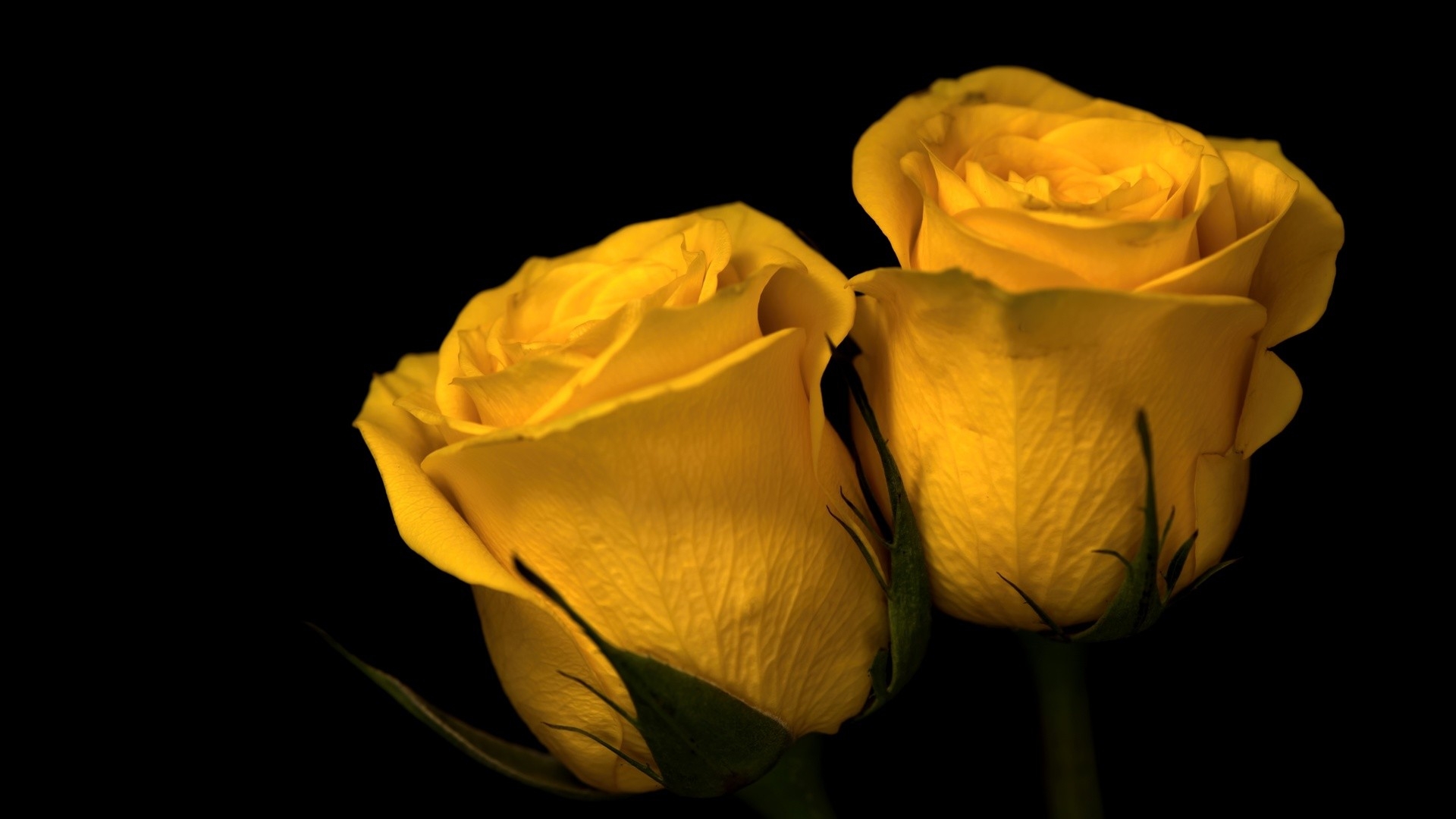 Two yellow roses on a black background