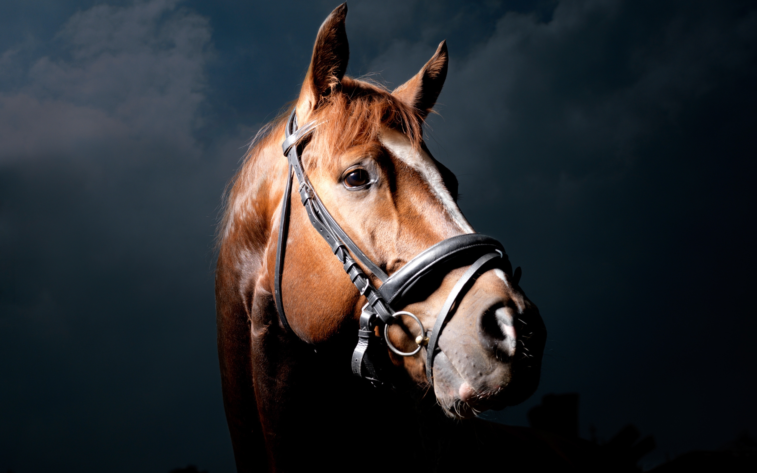 Бесплатное фото Лошадь внимательно смотрит в камеру
