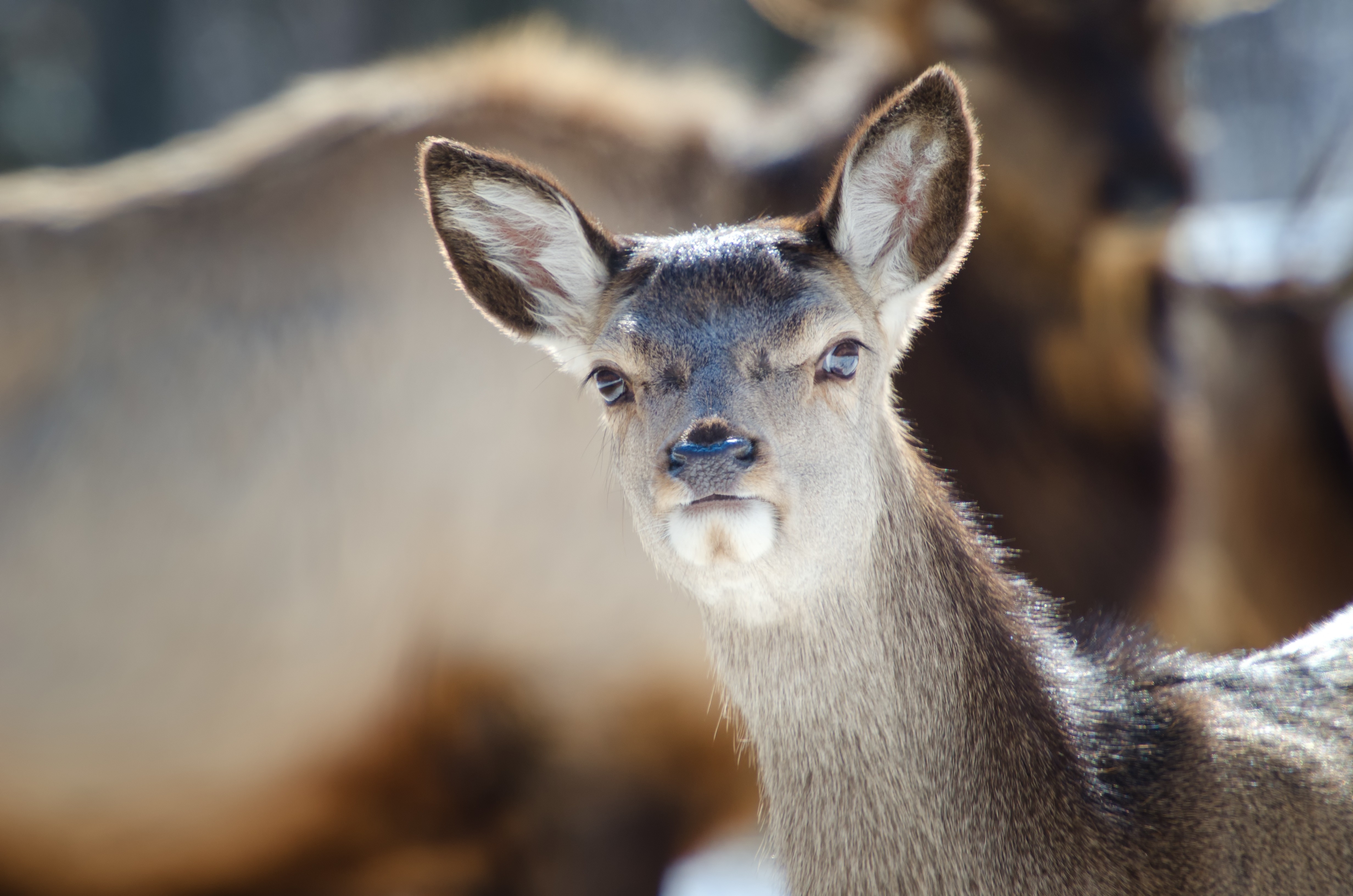 Wallpapers deer nature wildlife on the desktop