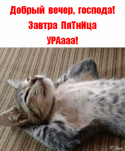 Postcard on the theme evening kitten friday download for free